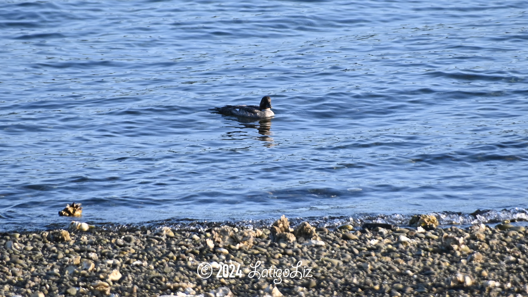 Common Goldeneye