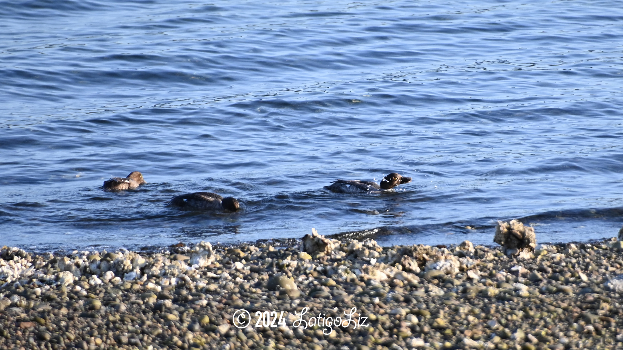 Common Goldeneye