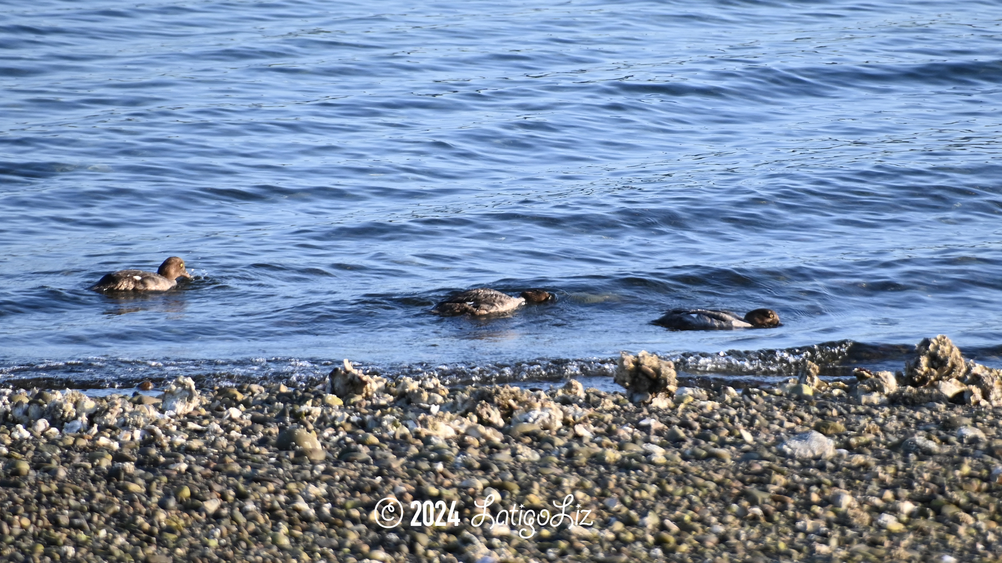 Common Goldeneye