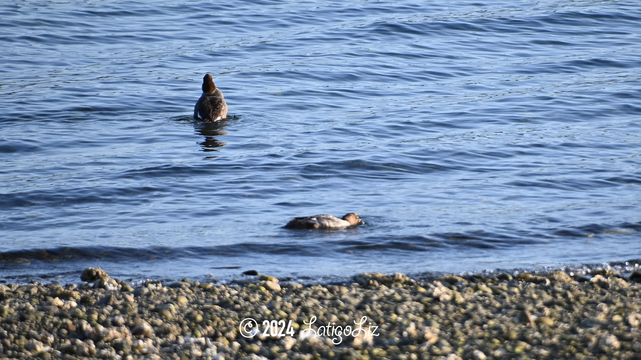 Common Goldeneye