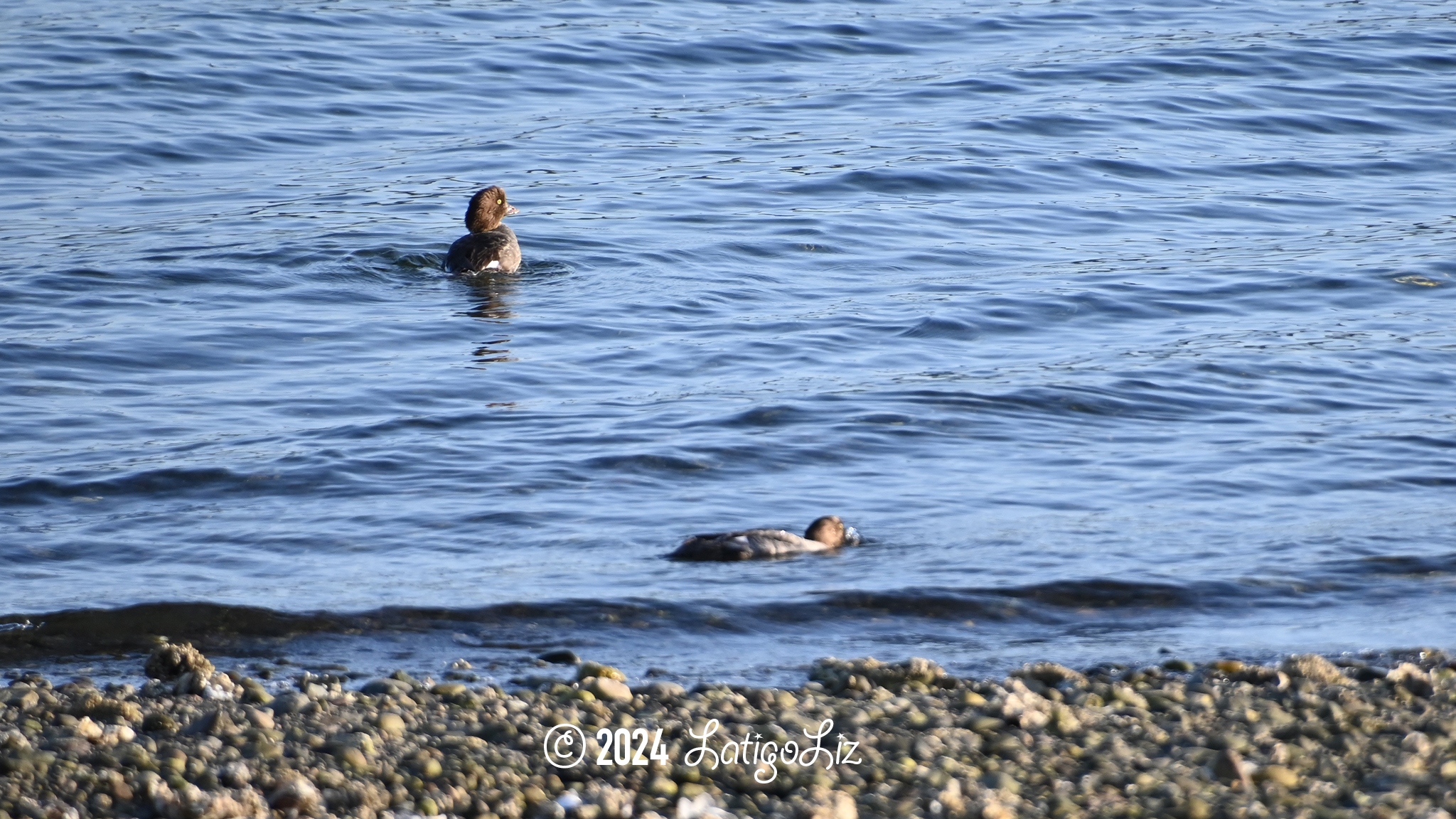 Common Goldeneye