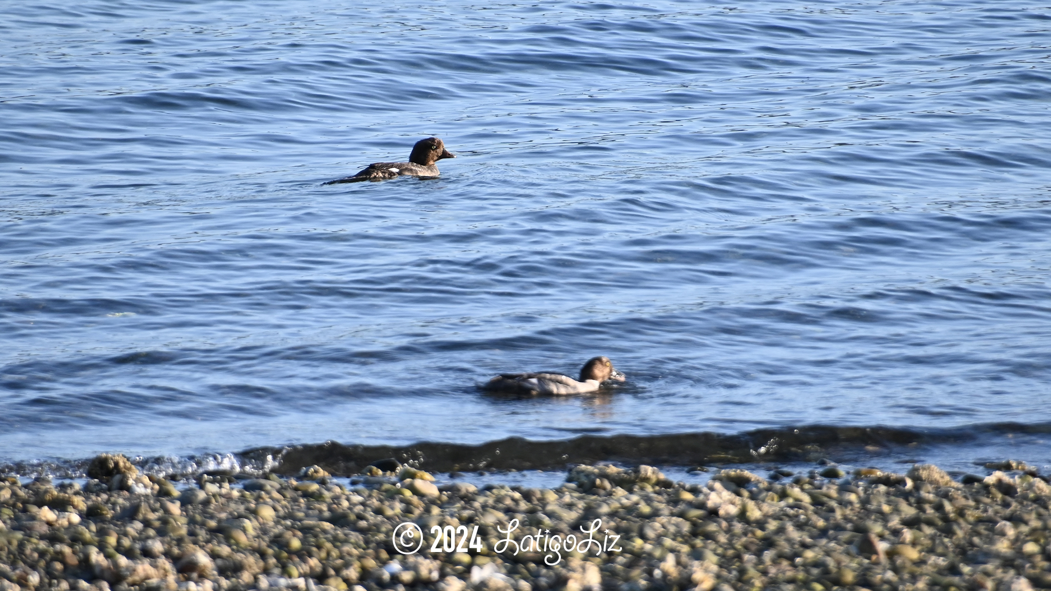 Common Goldeneye