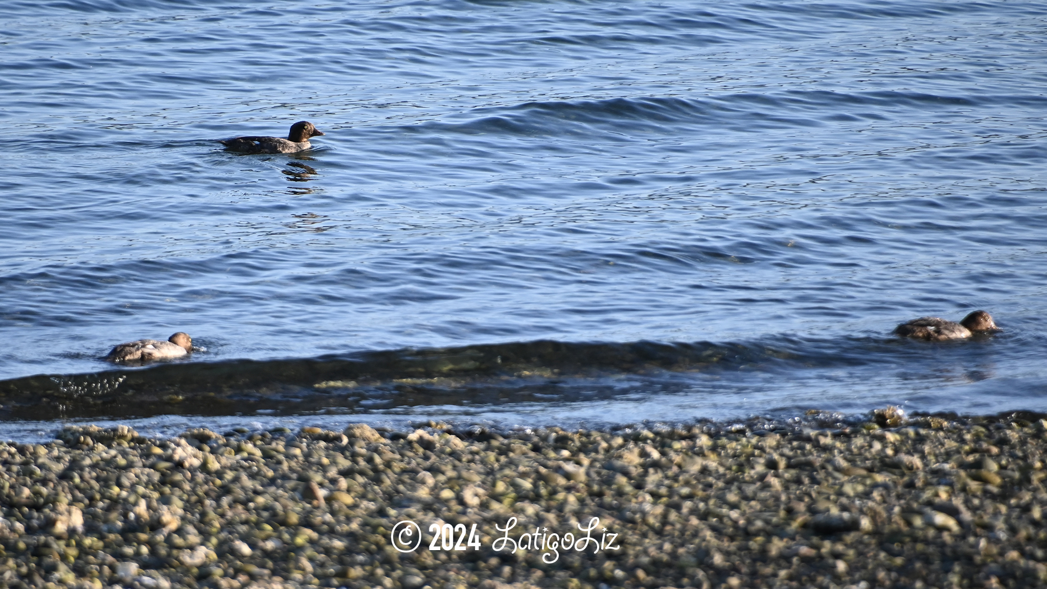 Common Goldeneye