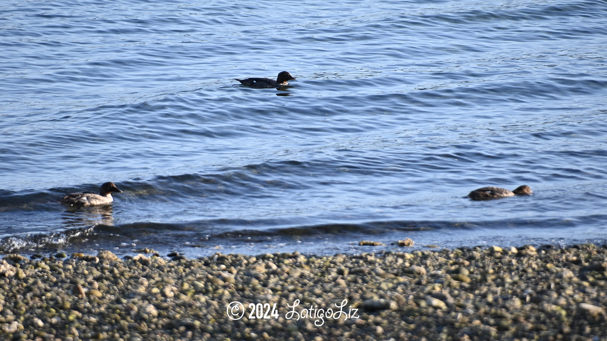 Common Goldeneye