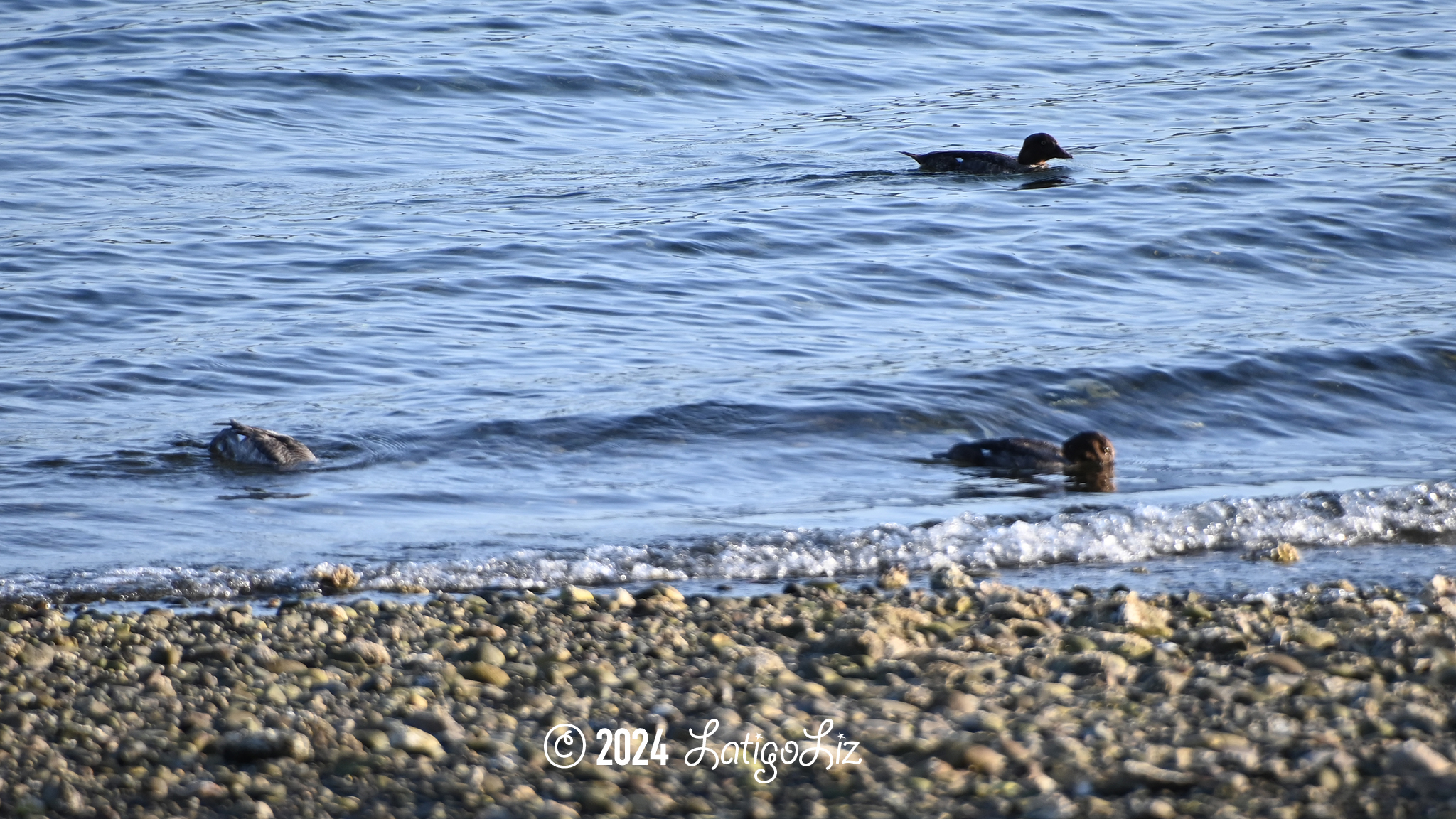 Common Goldeneye