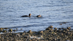 Common Goldeneye