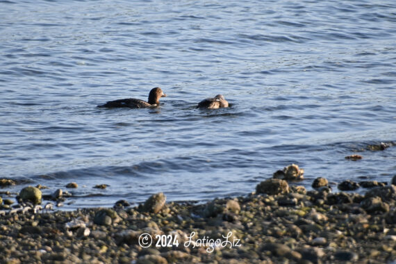 Common Goldeneye