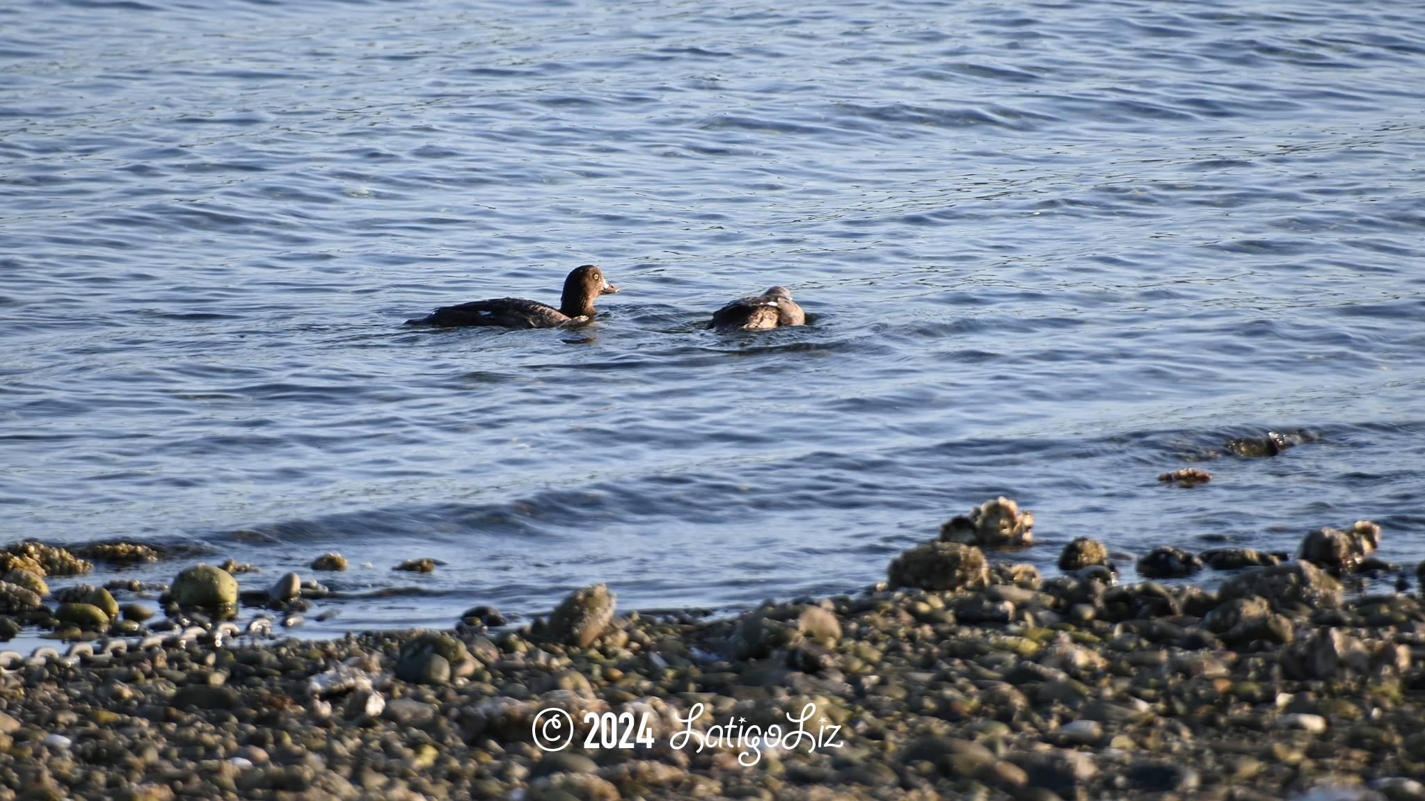 Common Goldeneye