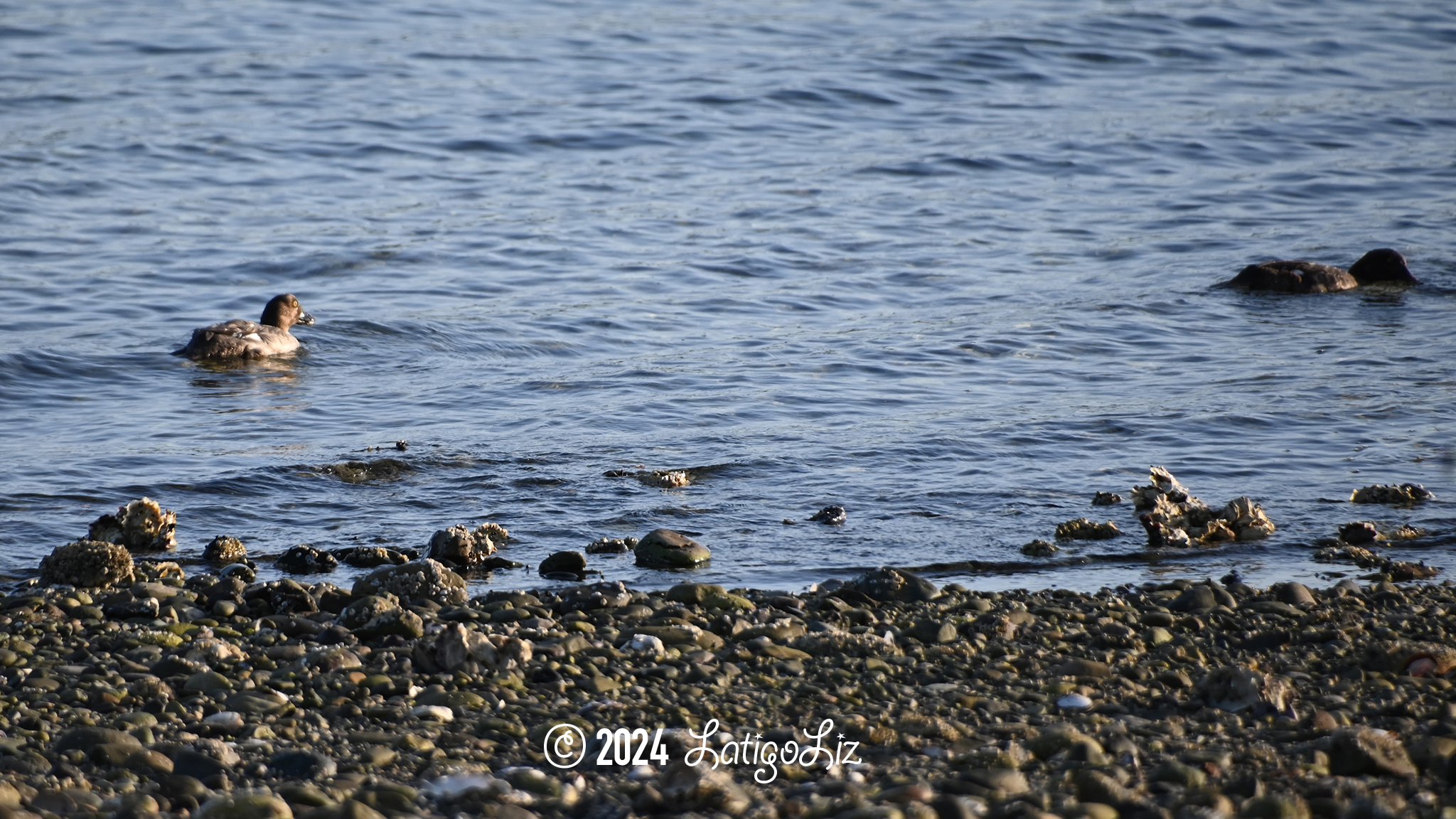 Common Goldeneye