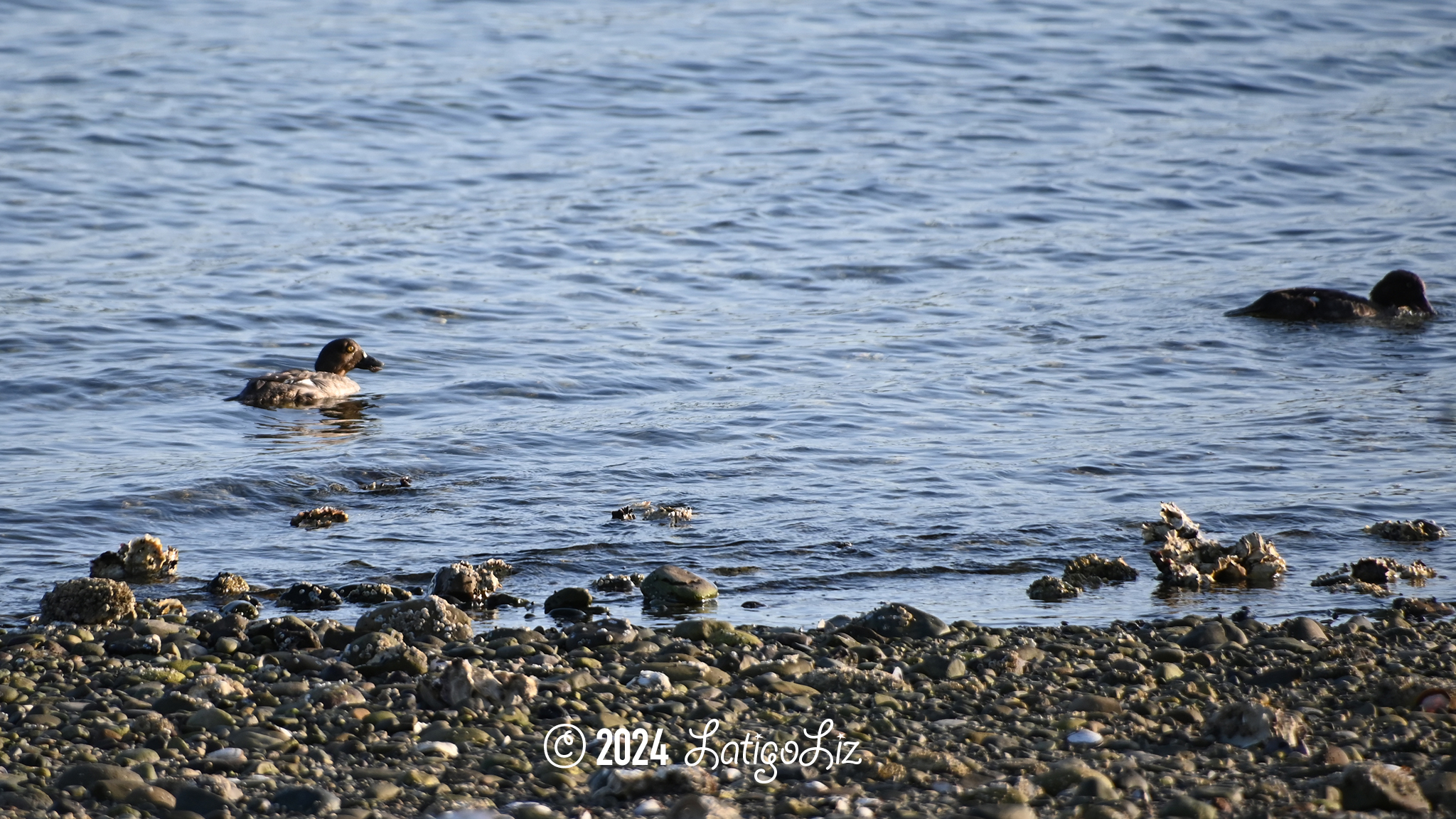 Common Goldeneye