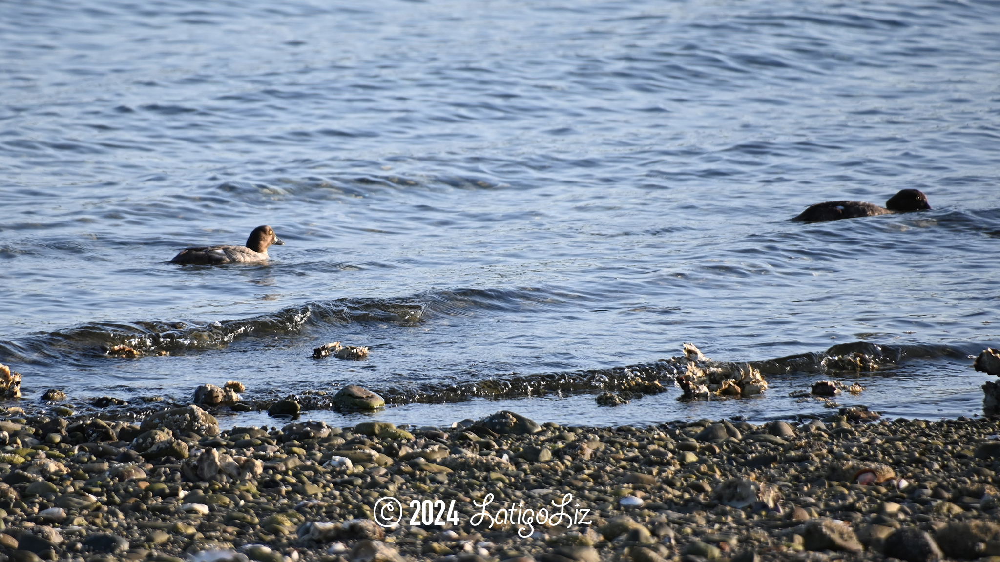 Common Goldeneye