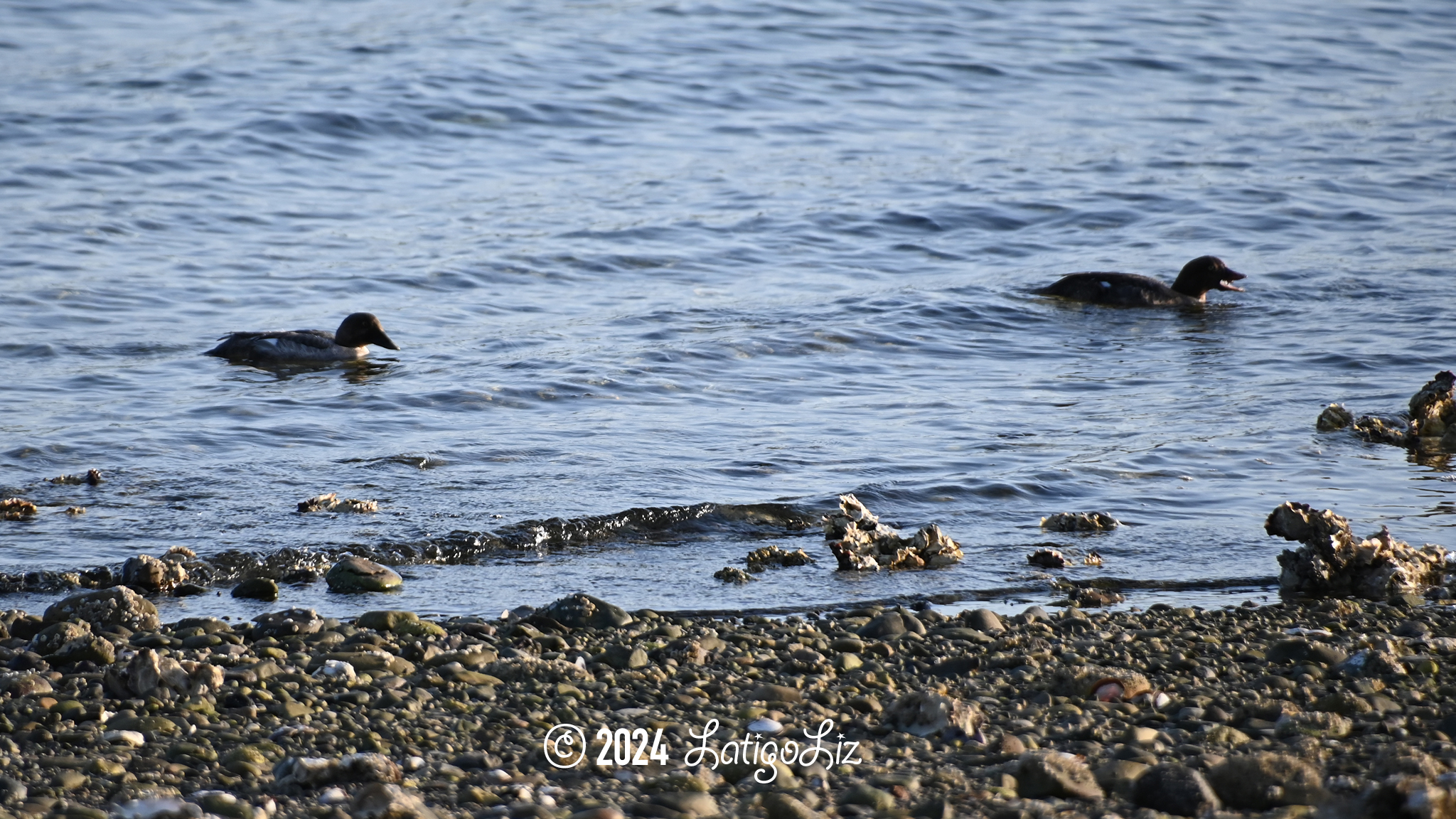 Common Goldeneye