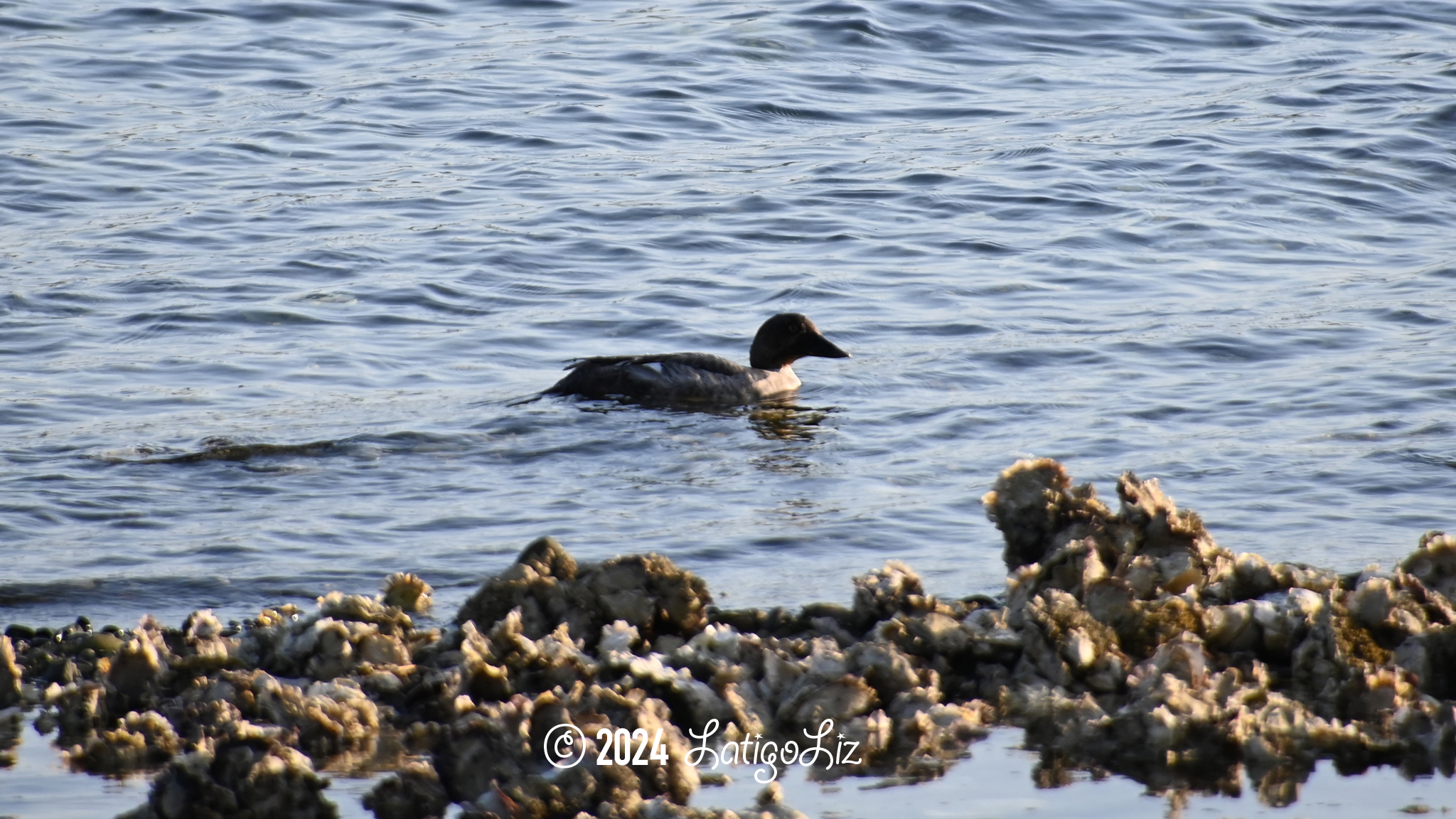 Common Goldeneye