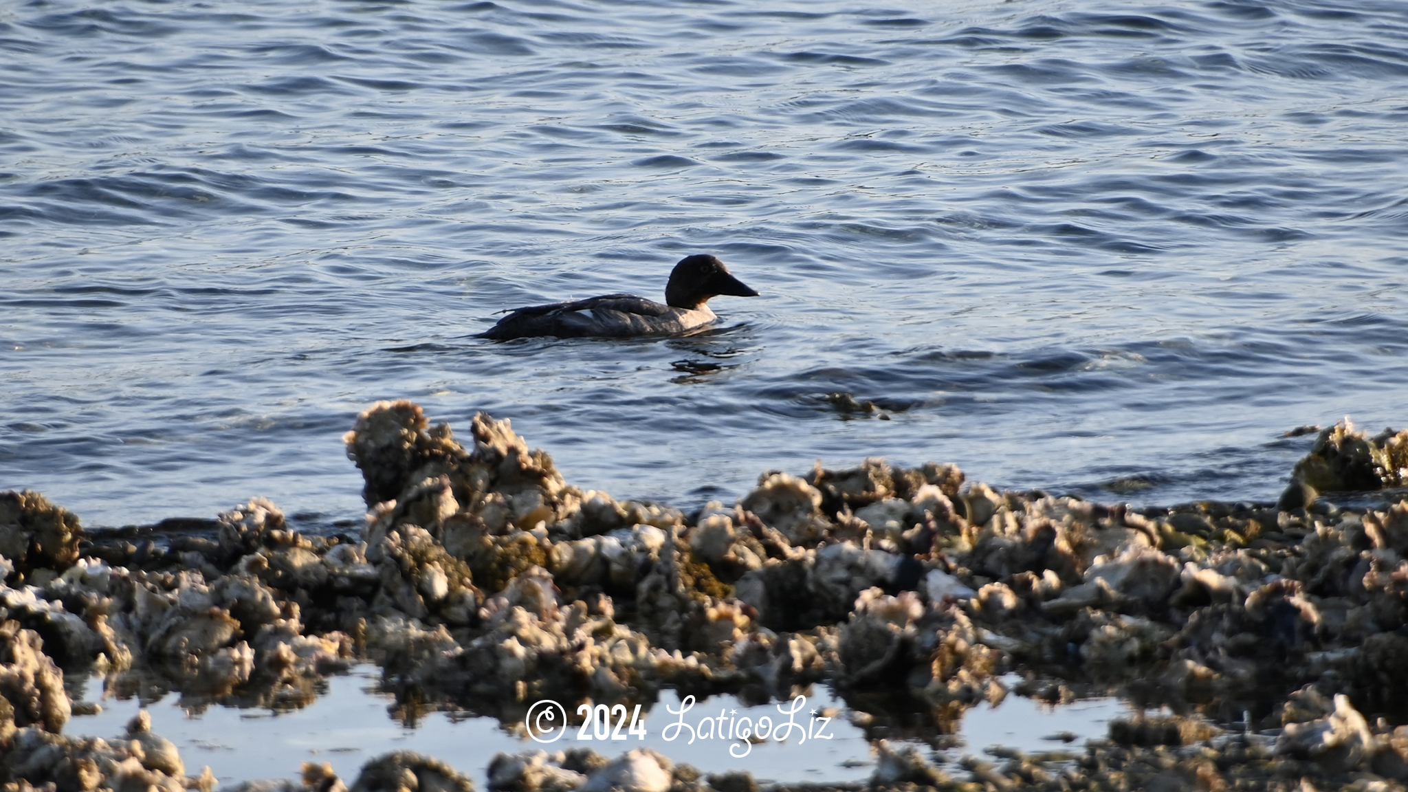 Common Goldeneye