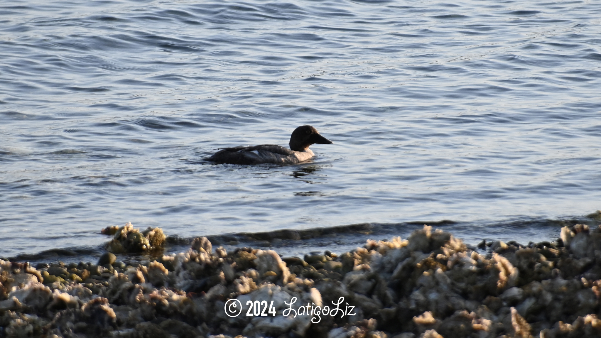 Common Goldeneye