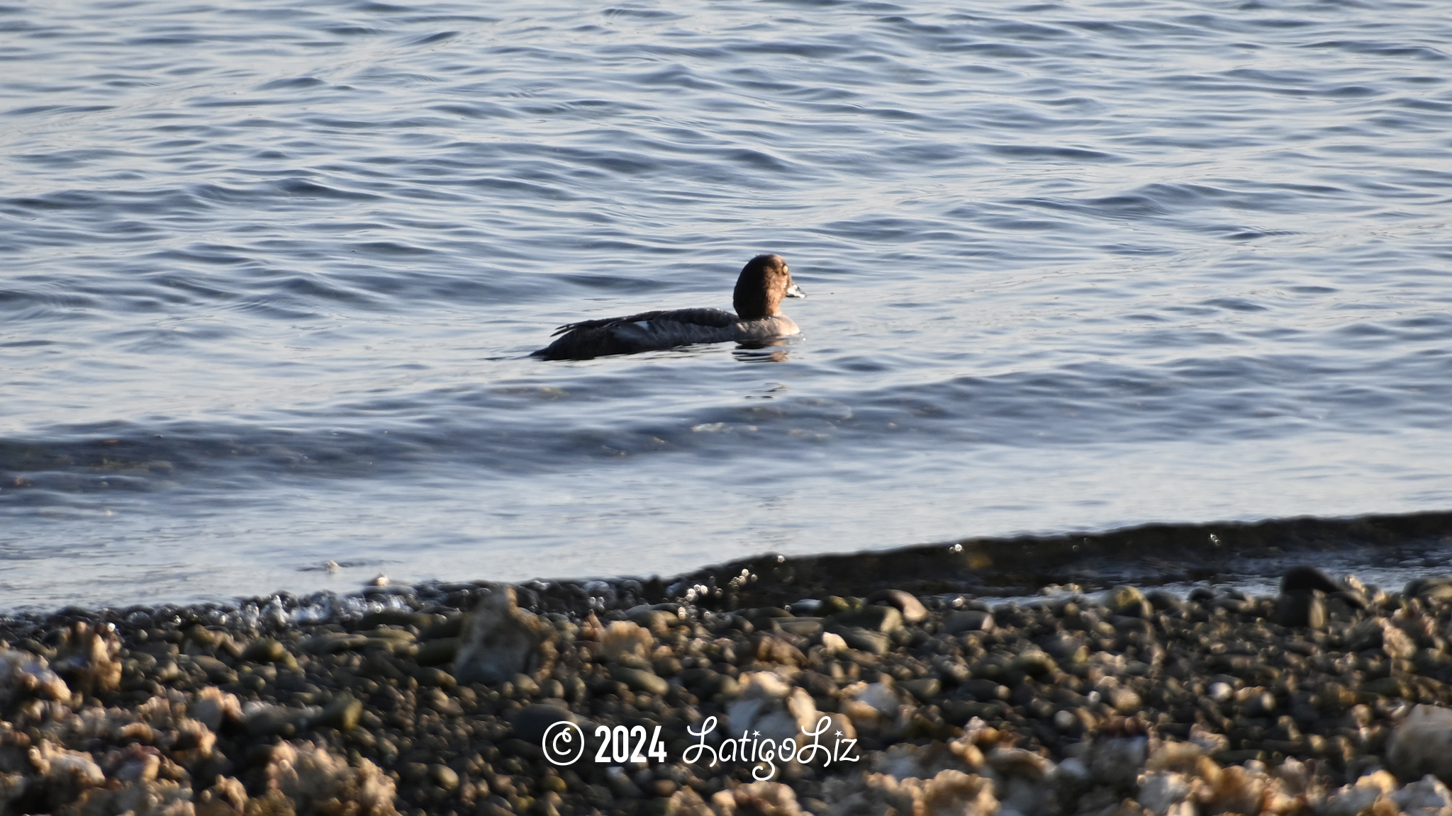 Common Goldeneye