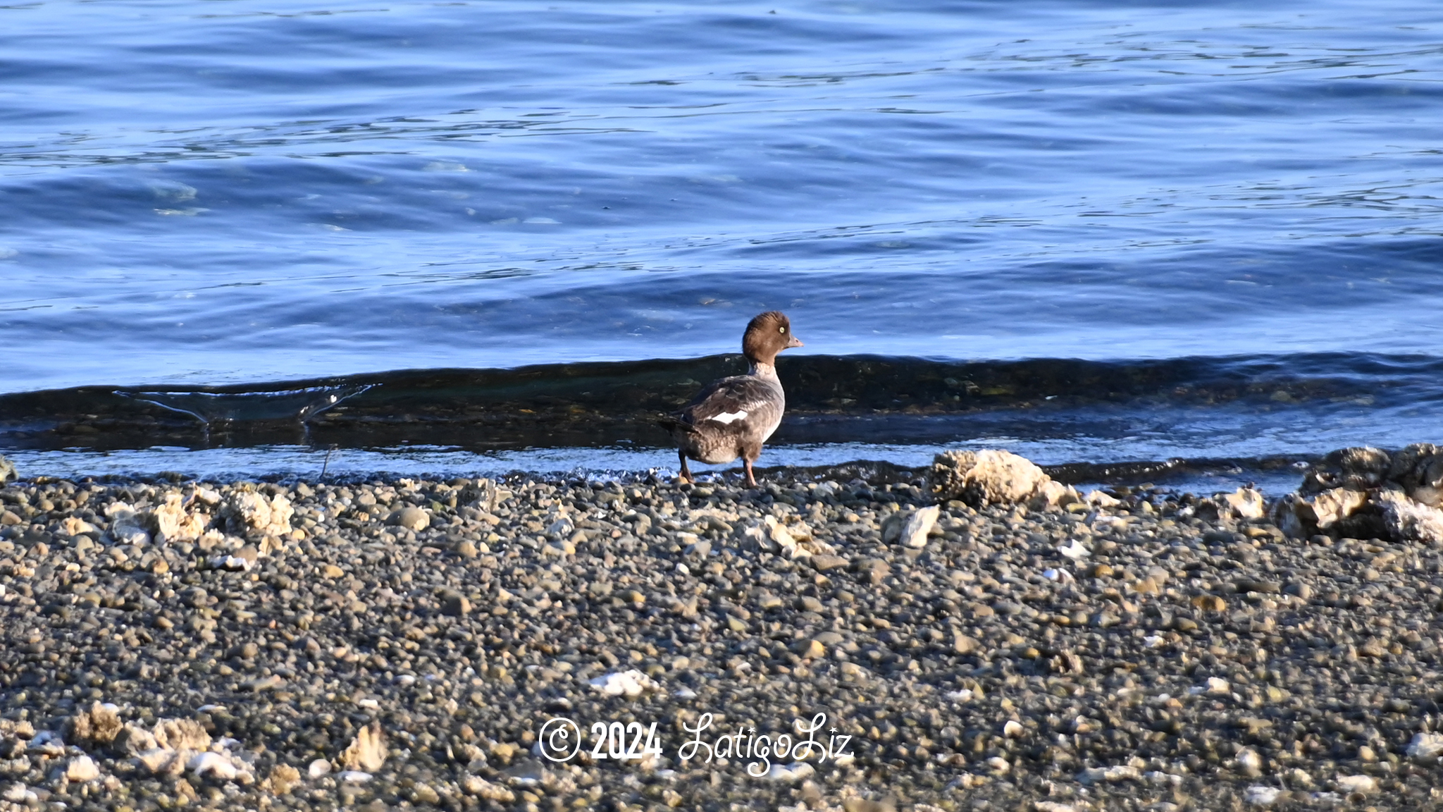 Common Goldeneye