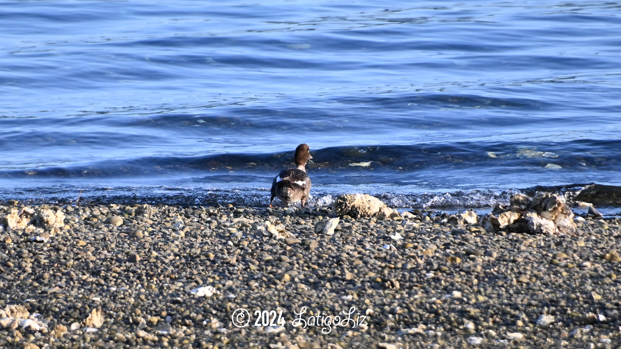 Common Goldeneye