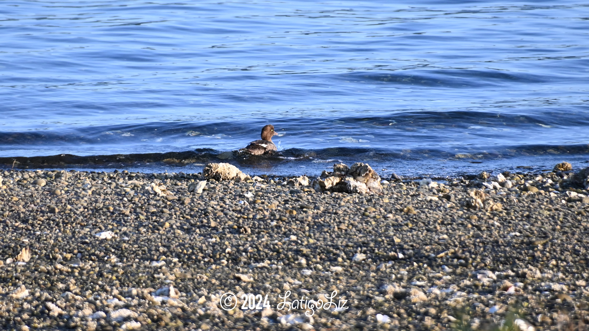 Common Goldeneye