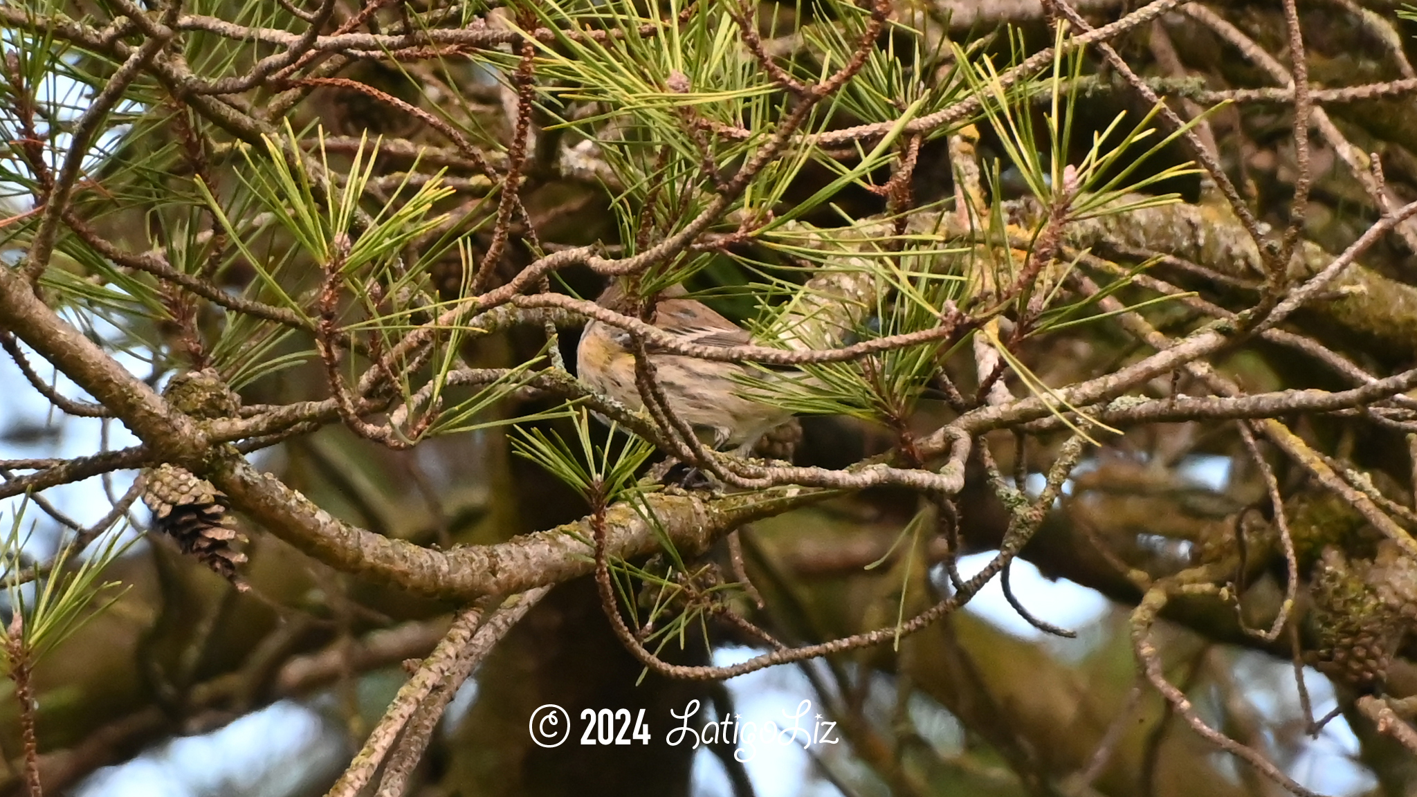 American Pipit