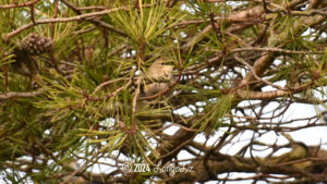 American Pipit