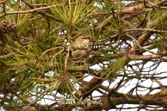 American Pipit