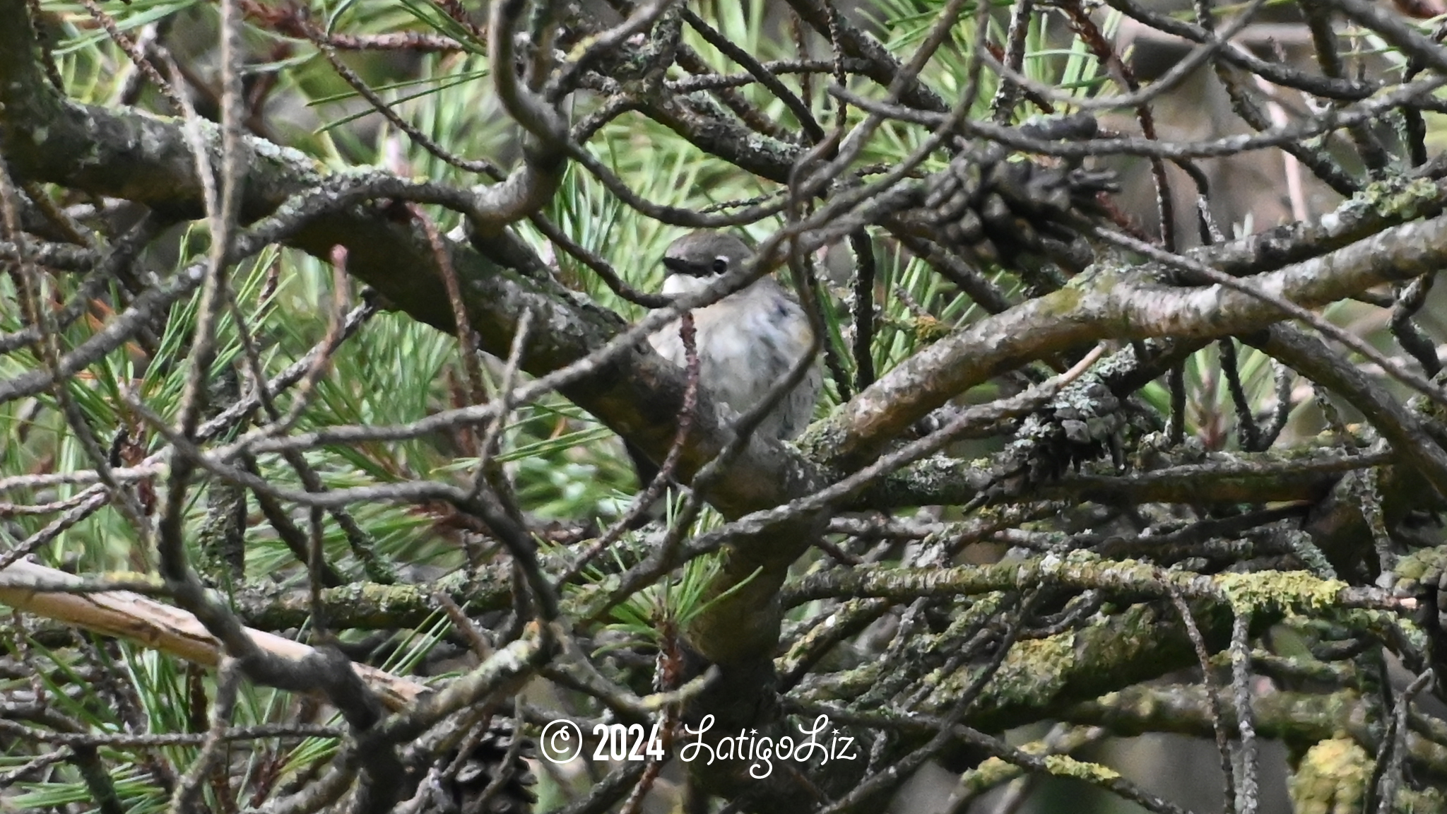 American Pipit