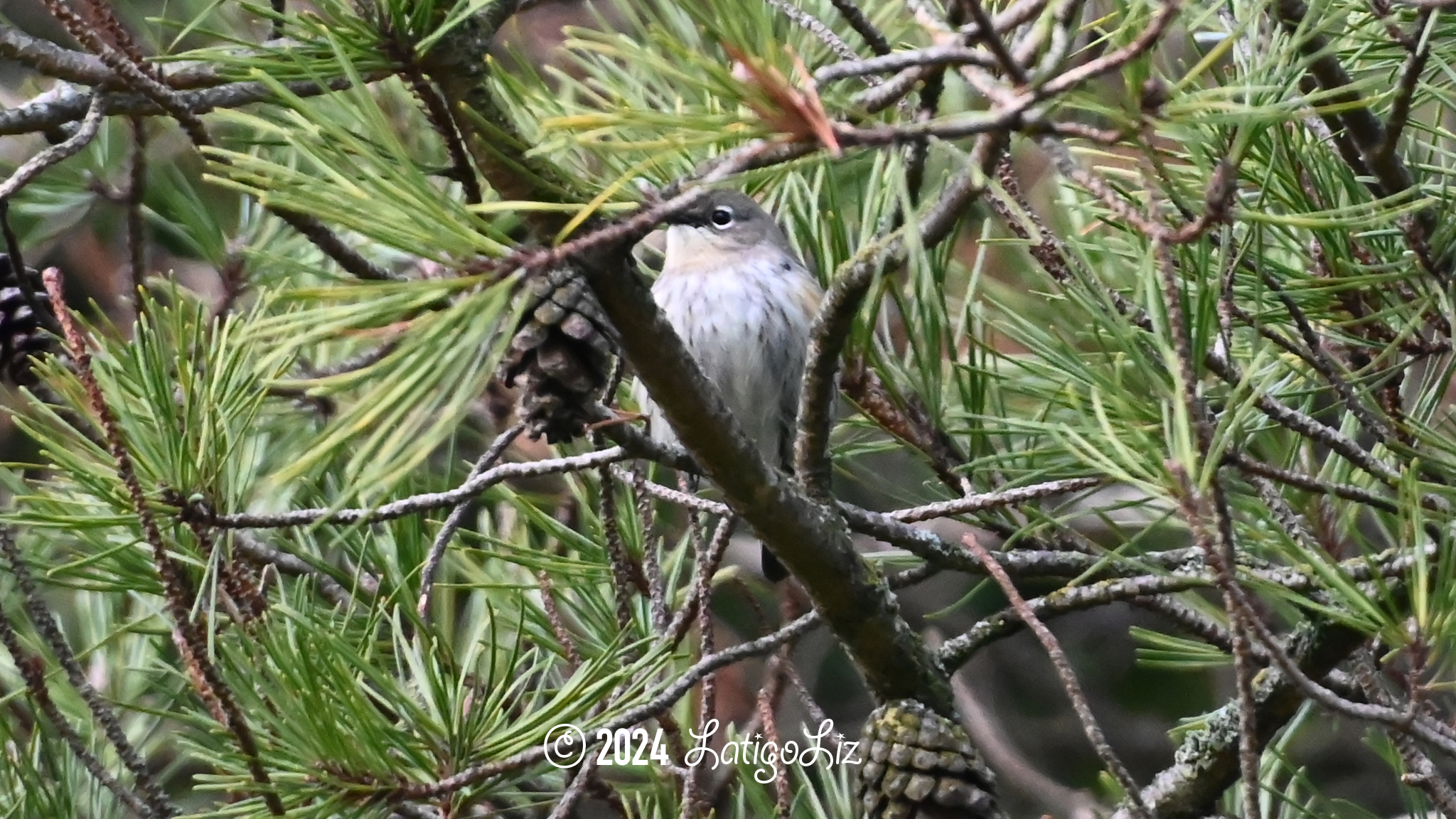 American Pipit