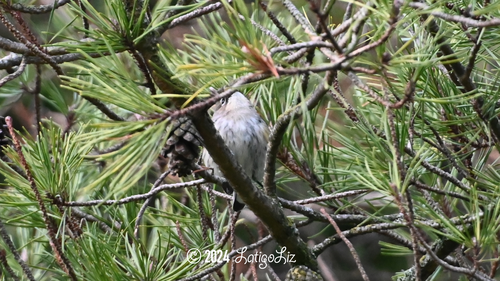 American Pipit