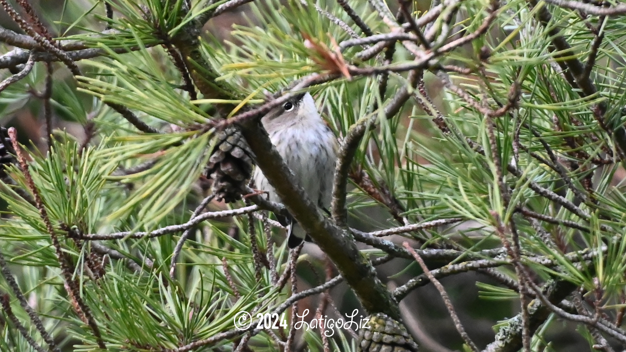 American Pipit