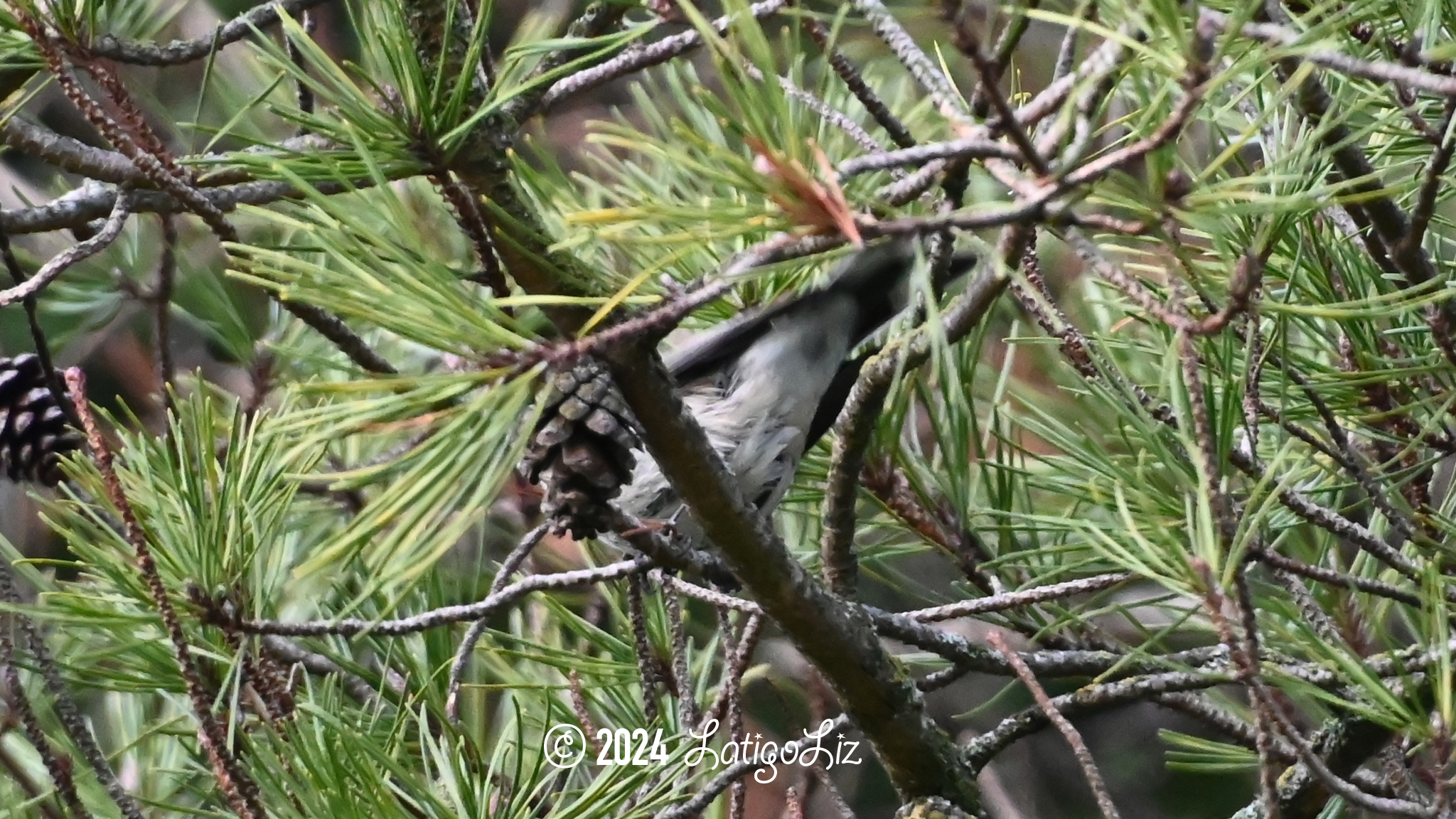 American Pipit