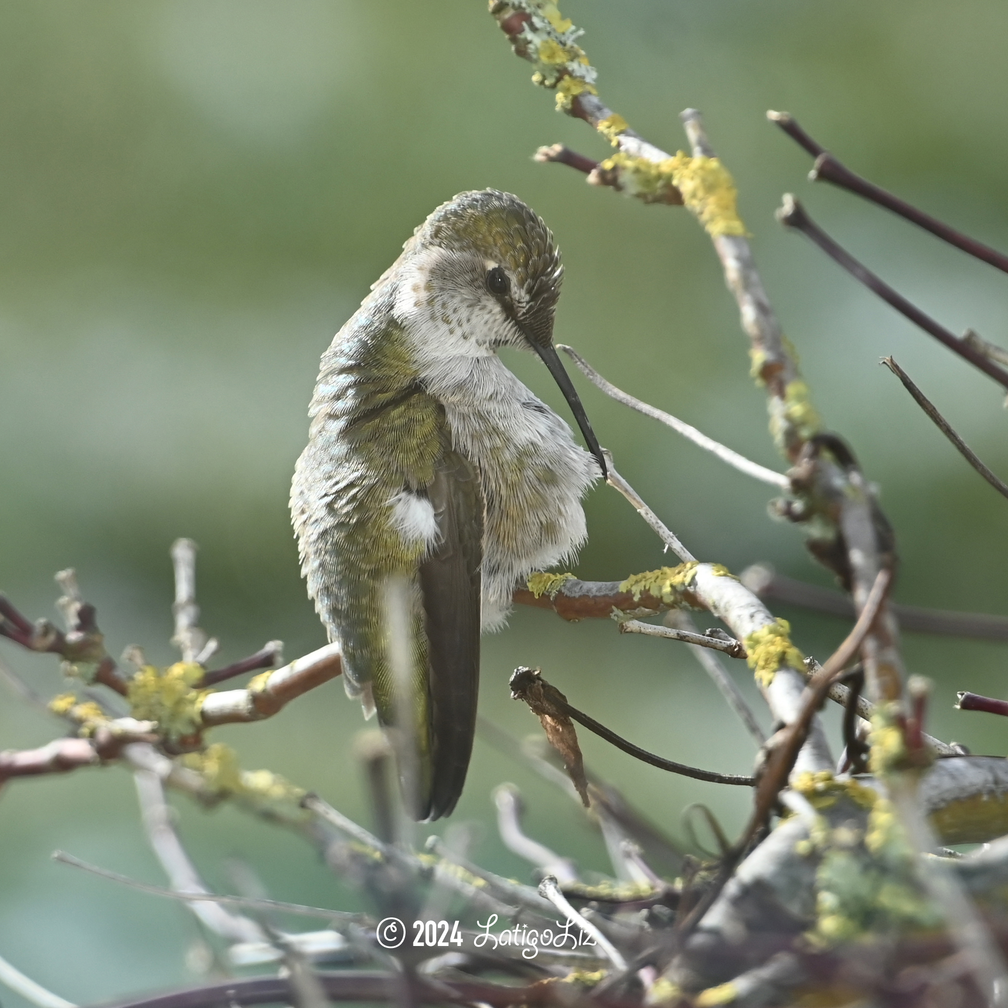 Anna’s Hummingbird January 14, 2024