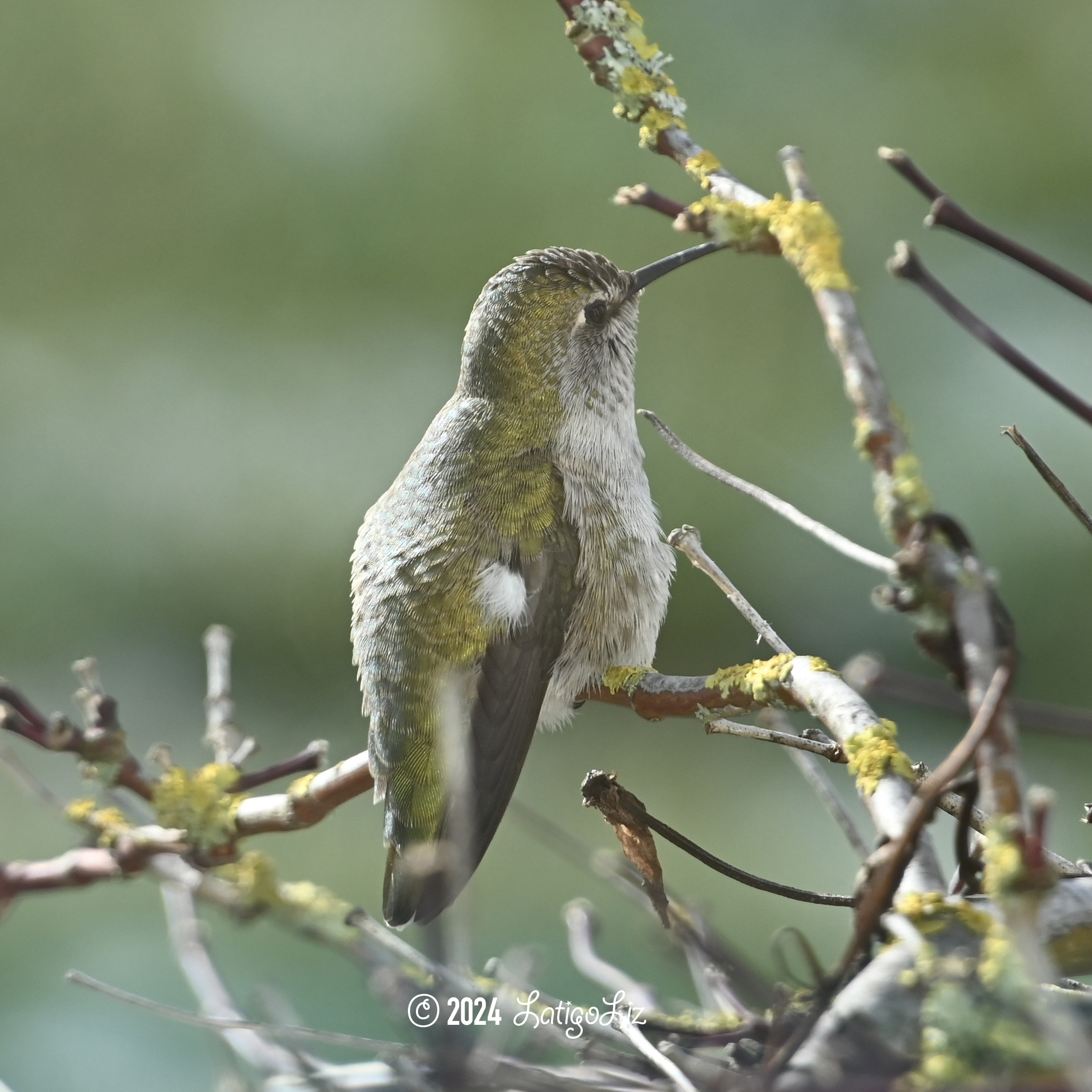 Anna’s Hummingbird January 14, 2024