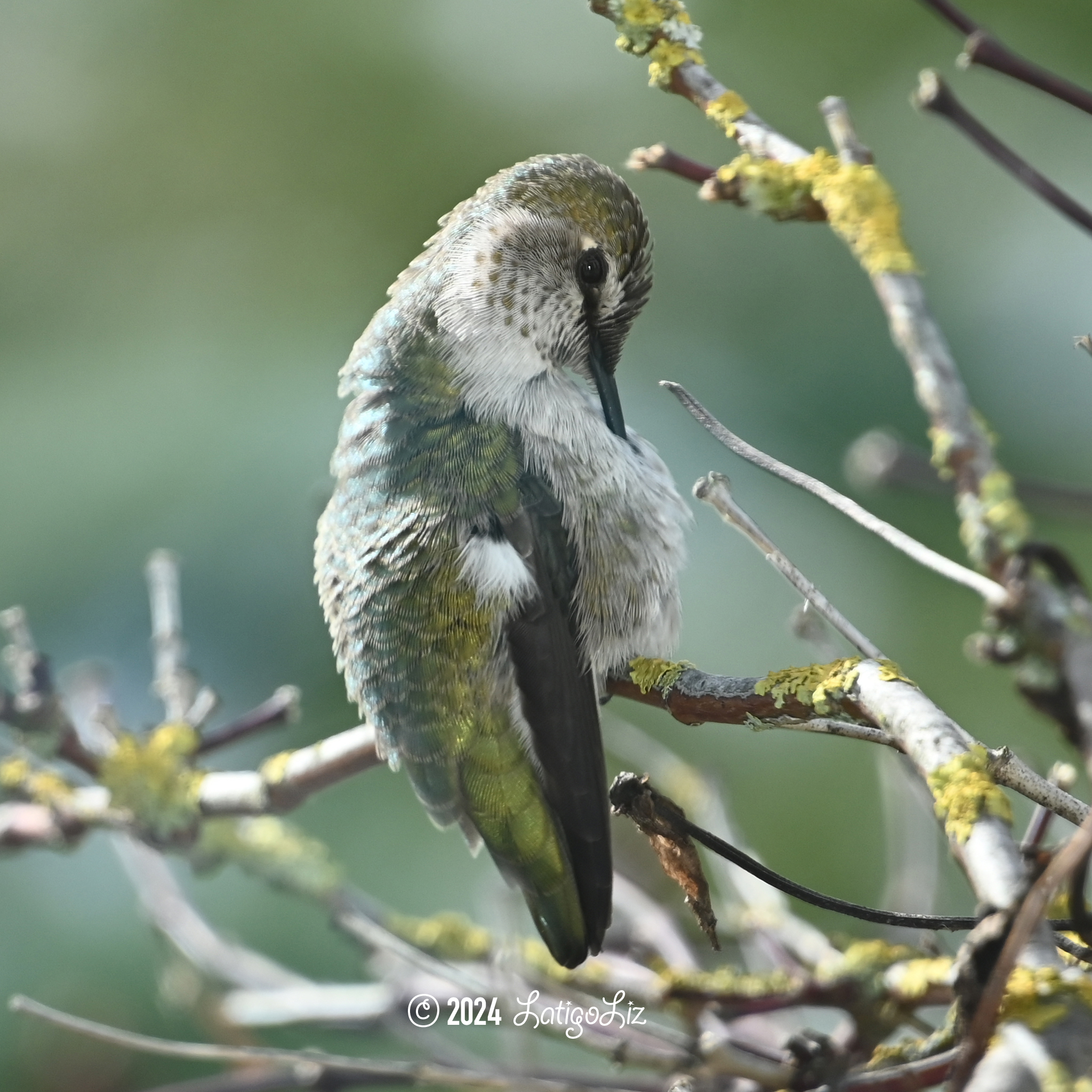 Anna’s Hummingbird January 14, 2024