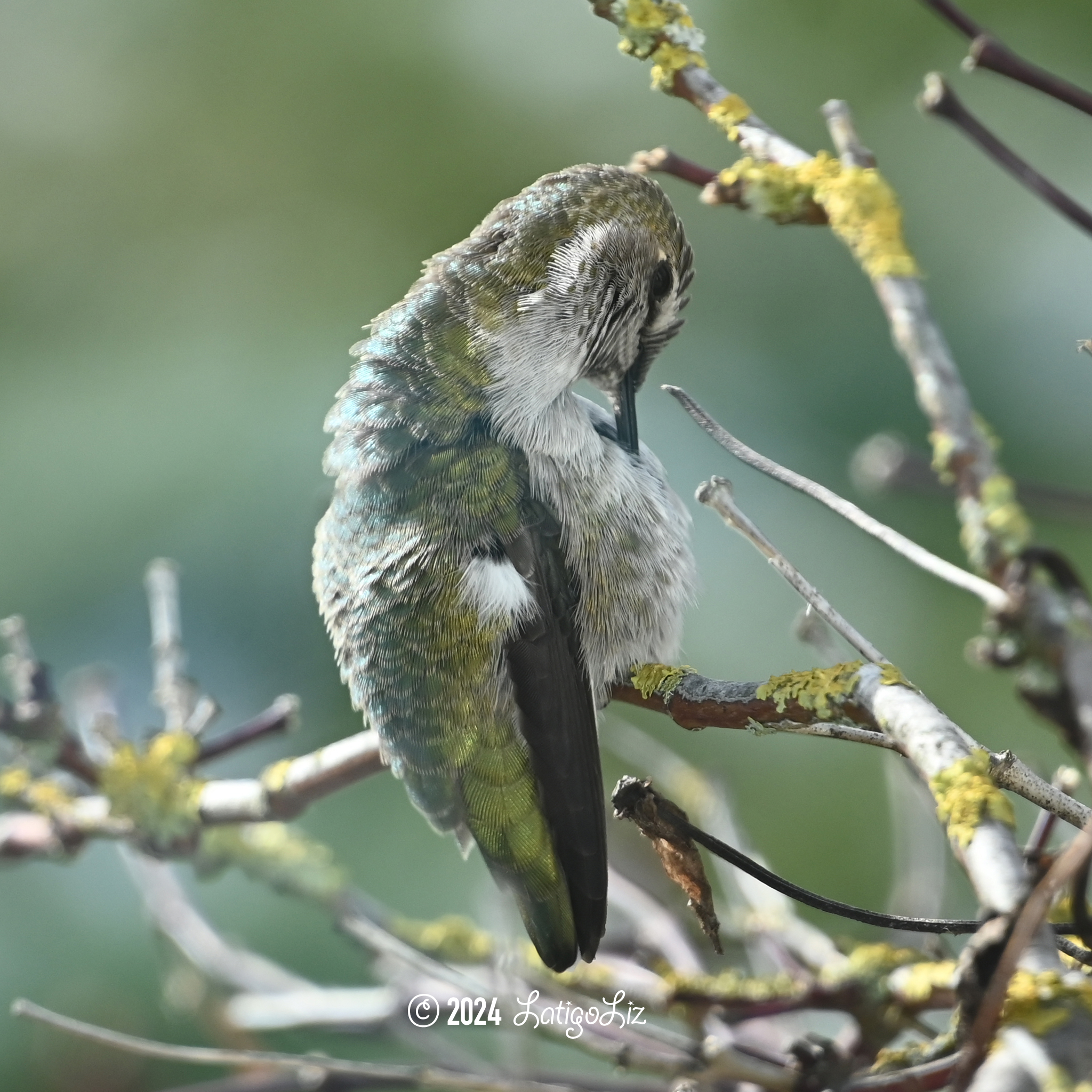 Anna’s Hummingbird January 14, 2024