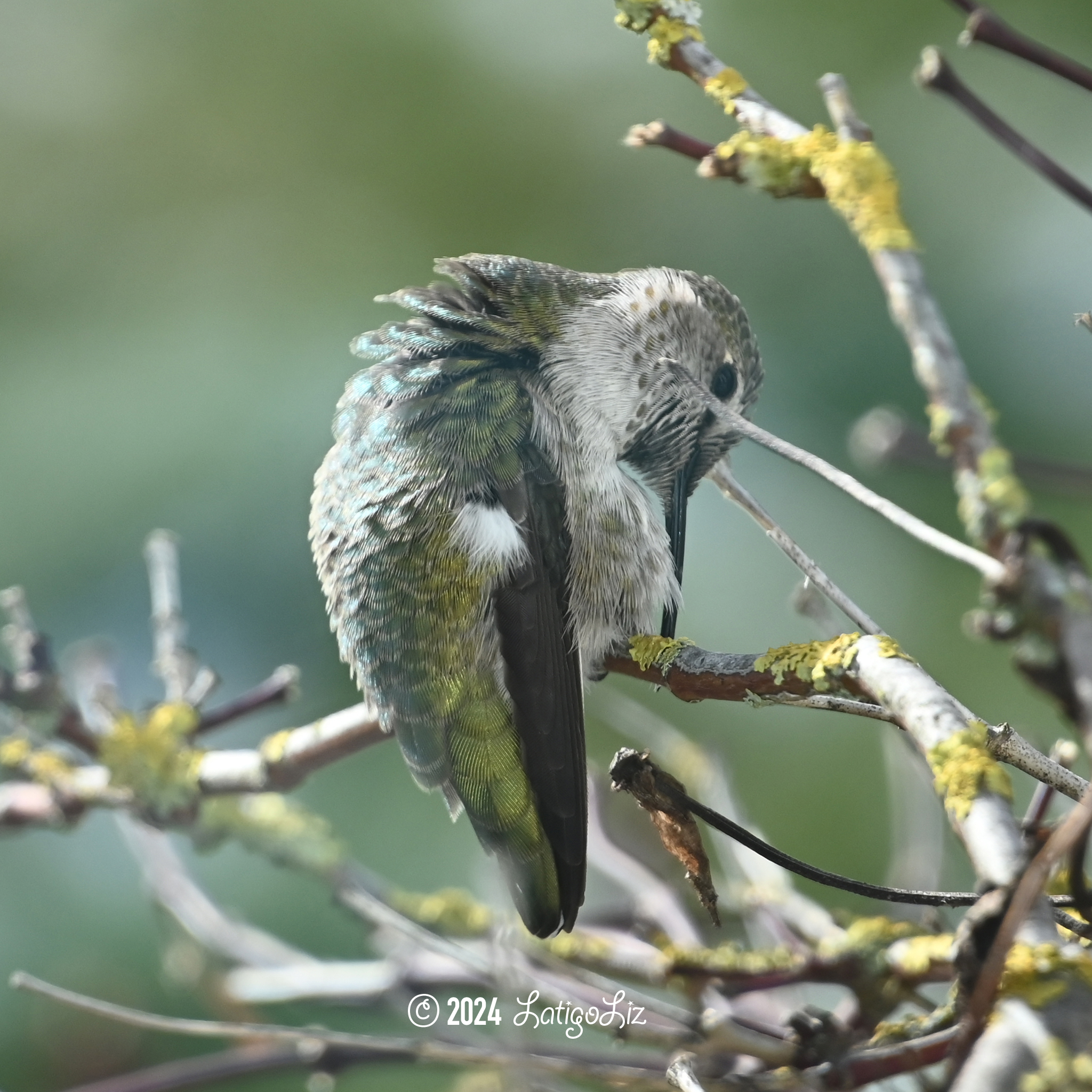 Anna’s Hummingbird January 14, 2024