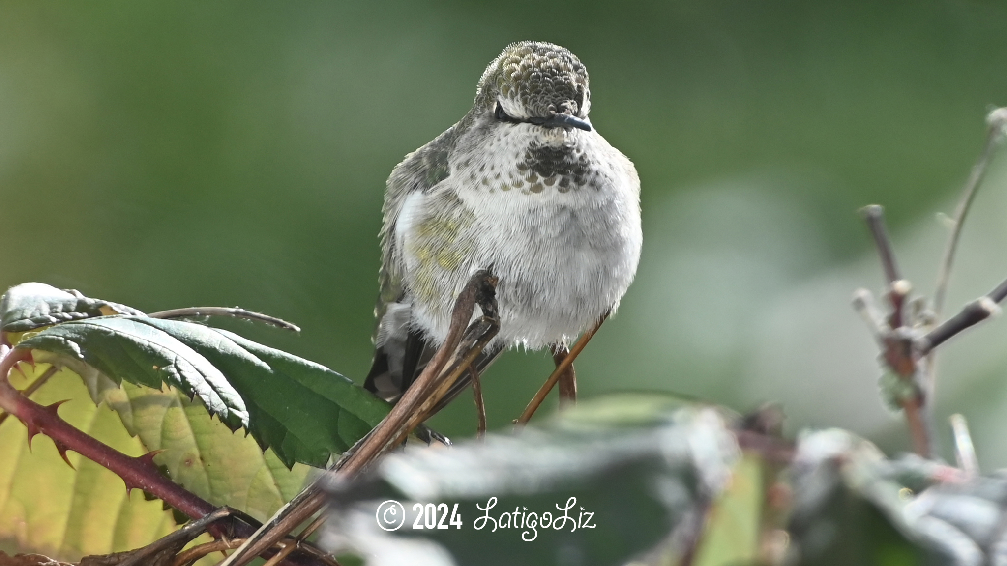 Anna’s Hummingbird January 14, 2024