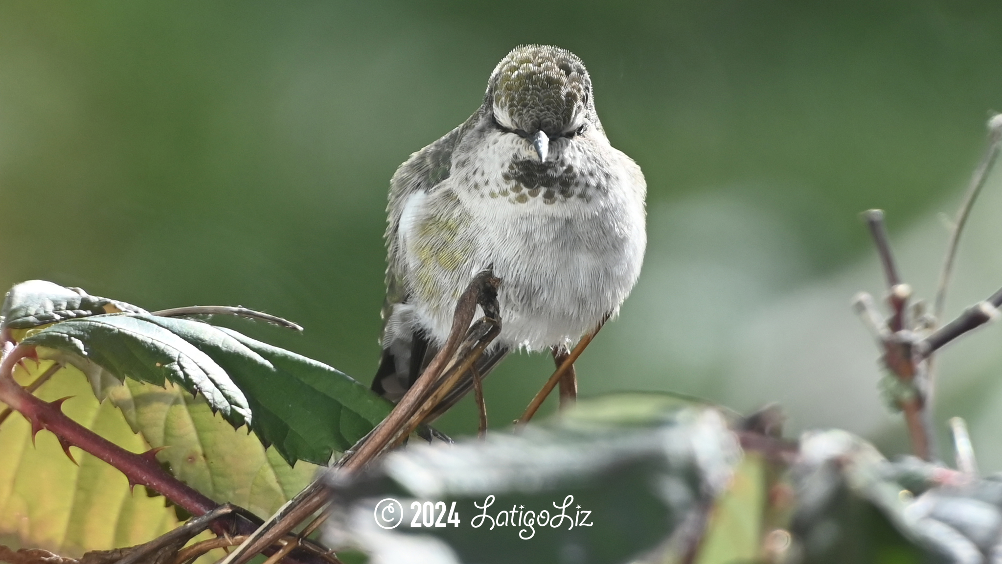 Anna’s Hummingbird January 14, 2024