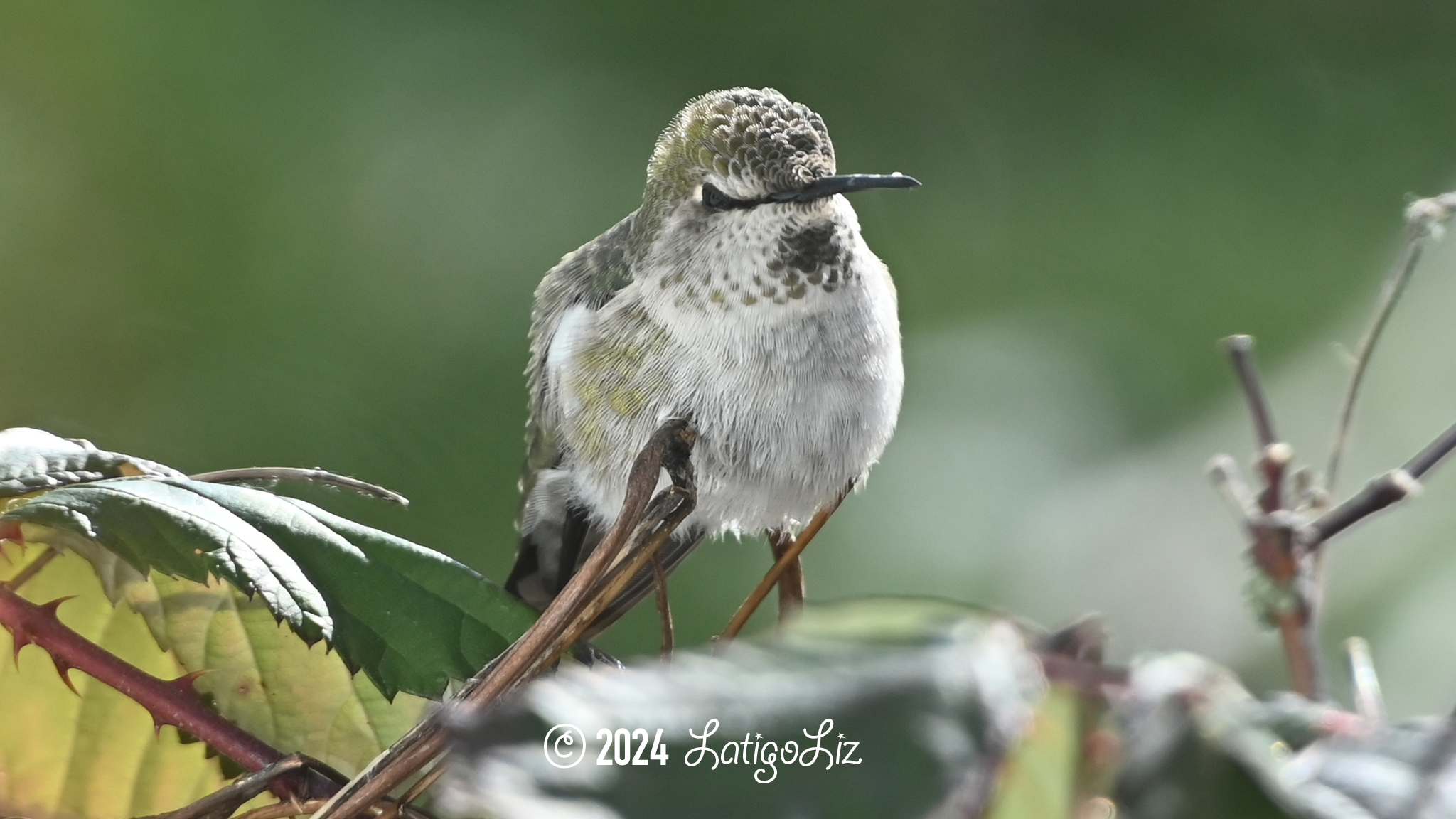 Anna’s Hummingbird January 14, 2024