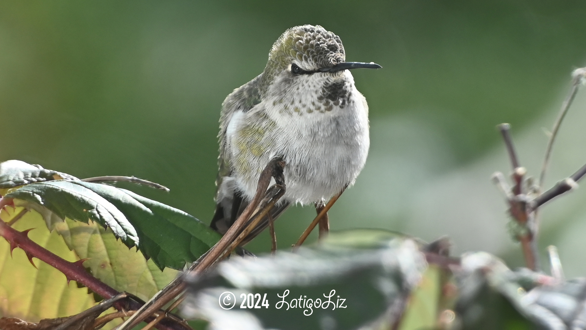 Anna’s Hummingbird January 14, 2024