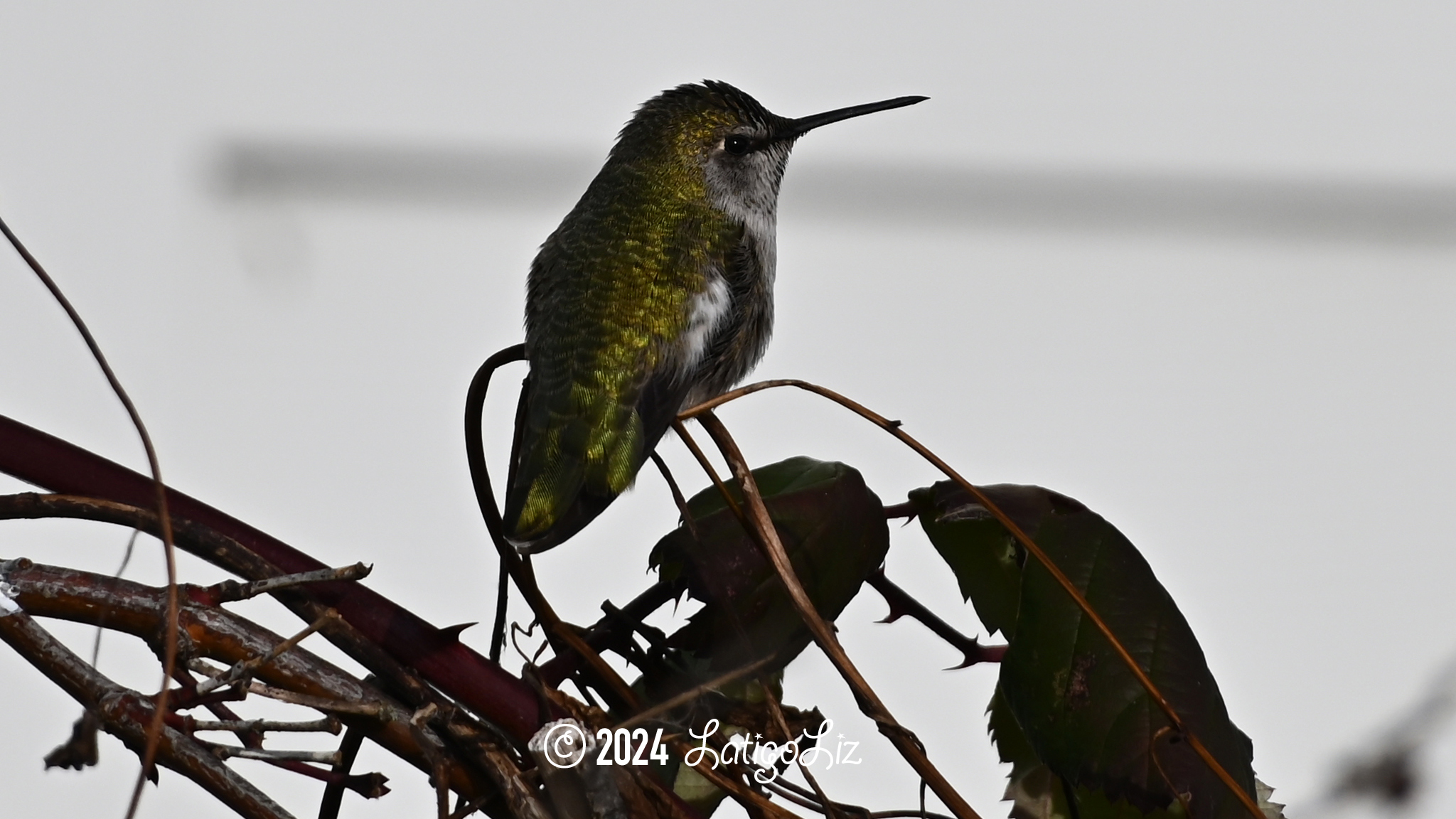 Anna’s Hummingbird January 14, 2024