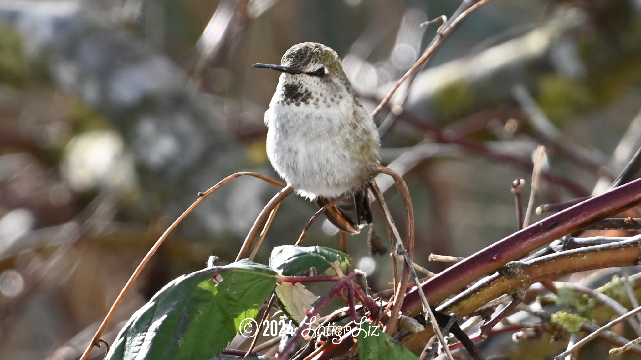 Anna’s Hummingbird January 14, 2024