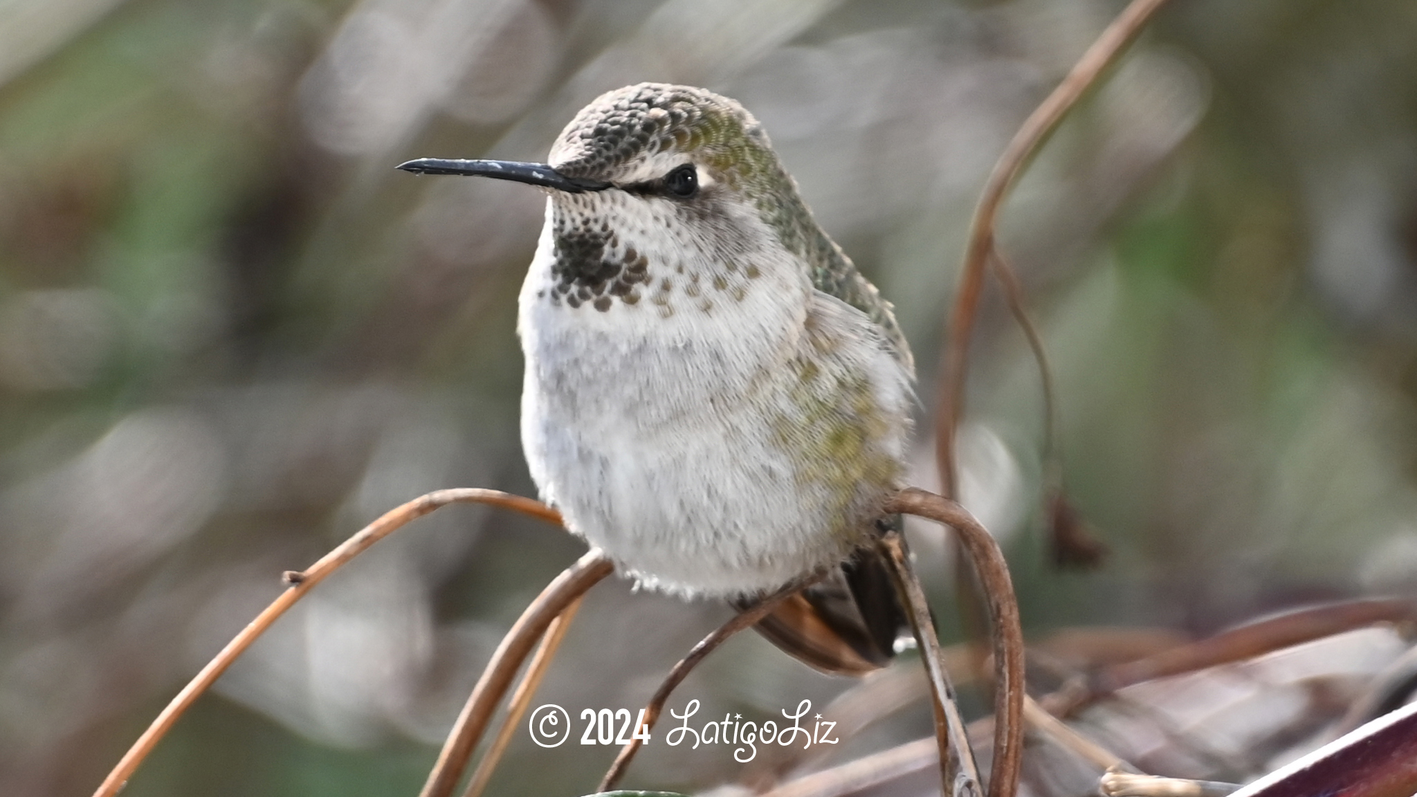 Anna’s Hummingbird January 14, 2024