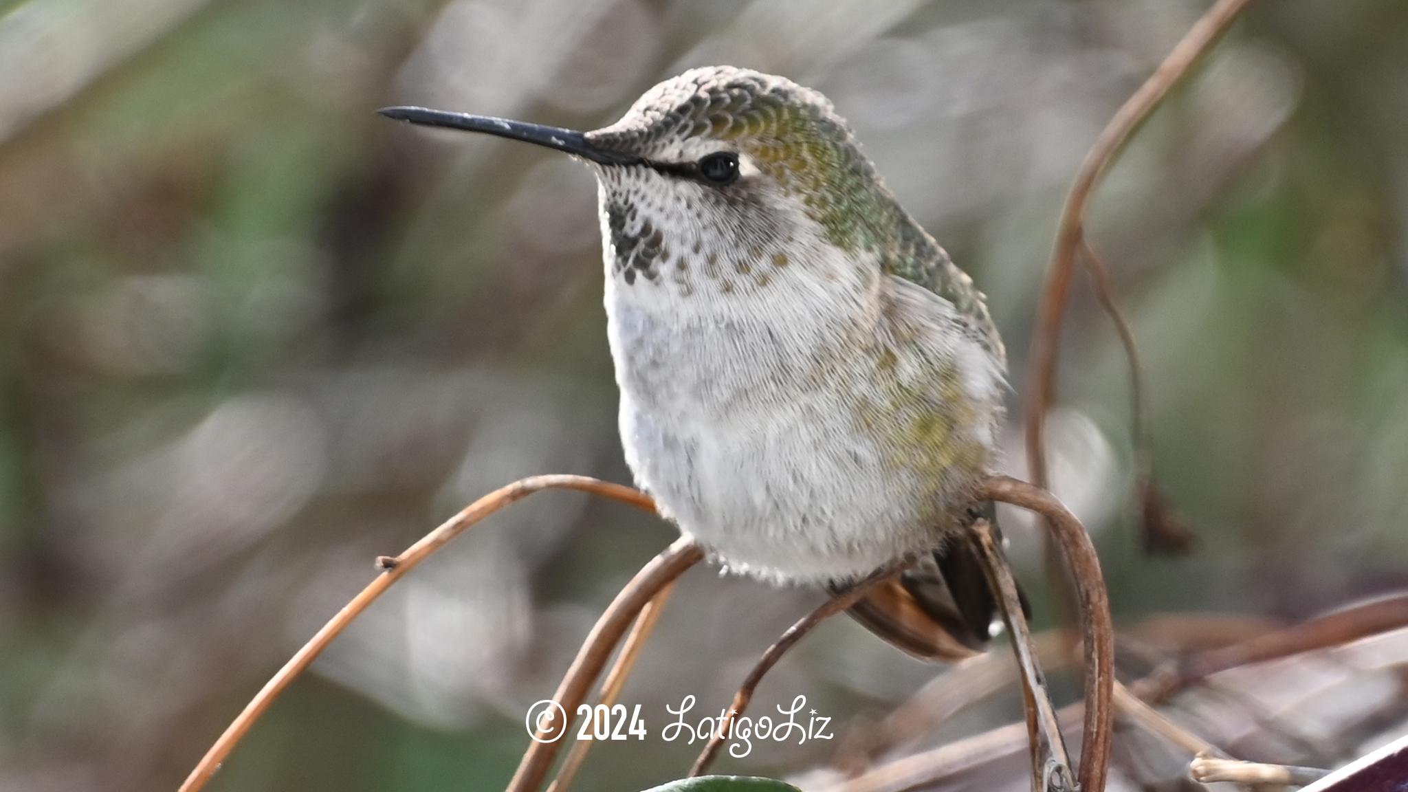 Anna’s Hummingbird January 14, 2024