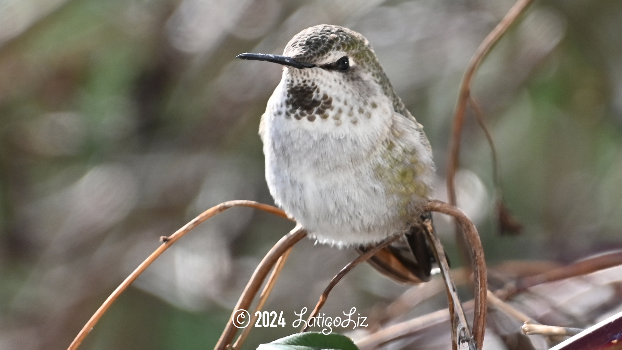 Anna’s Hummingbird January 14, 2024