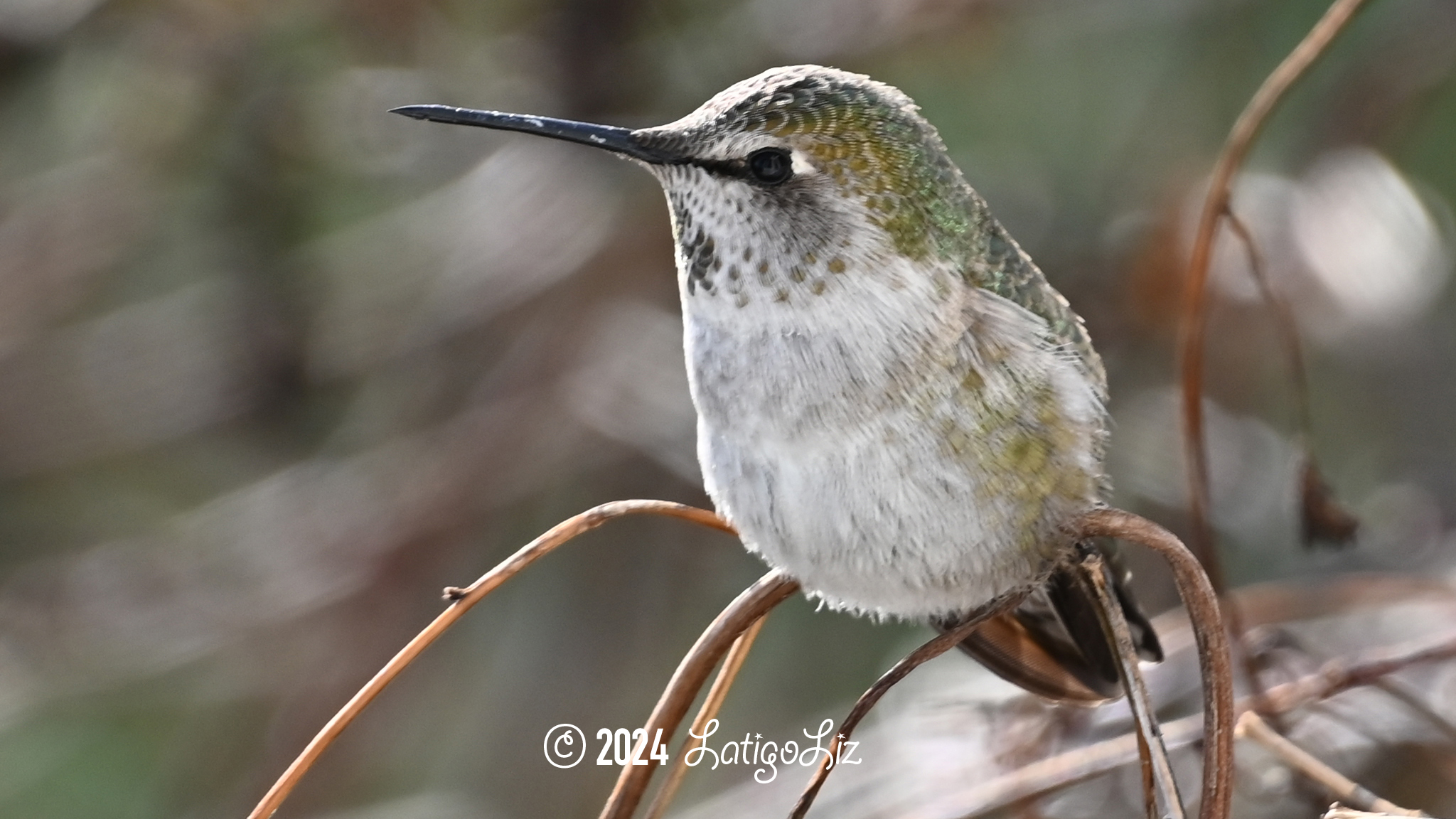 Anna’s Hummingbird January 14, 2024