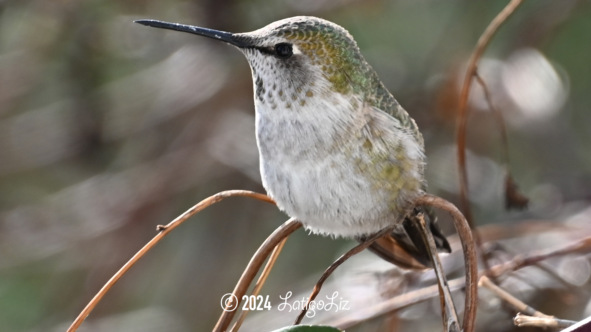 Anna’s Hummingbird January 14, 2024