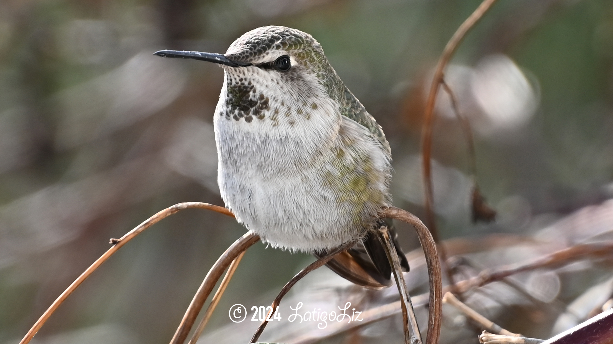 Anna’s Hummingbird January 14, 2024