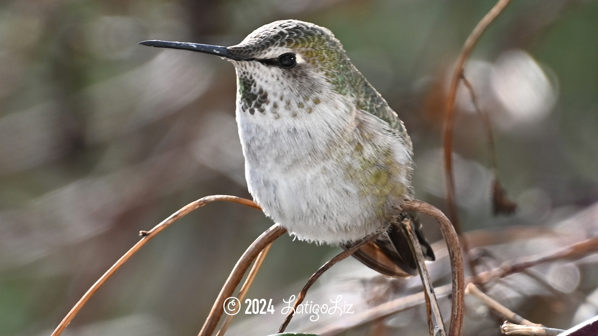 Anna’s Hummingbird January 14, 2024