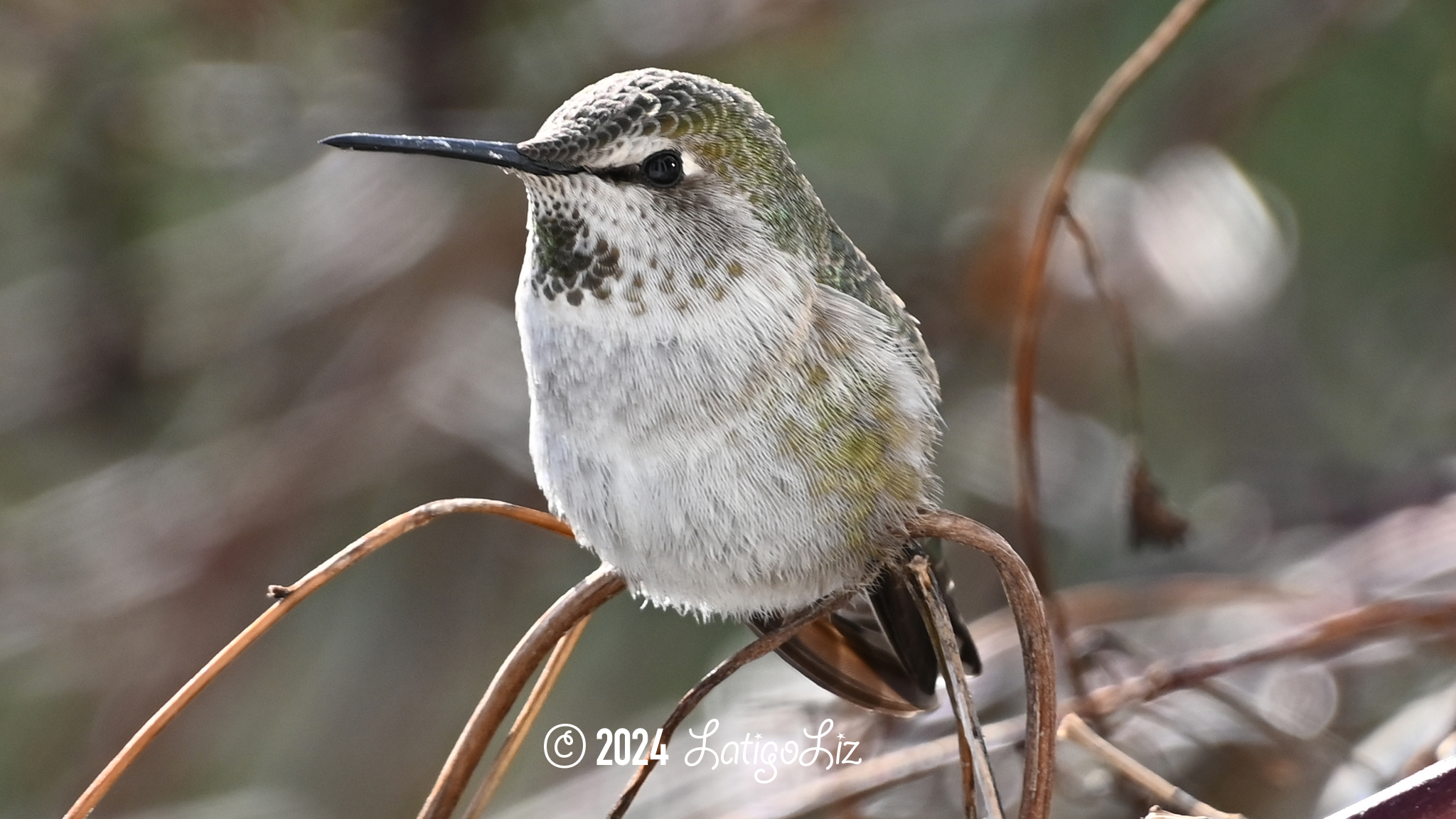 Anna’s Hummingbird January 14, 2024